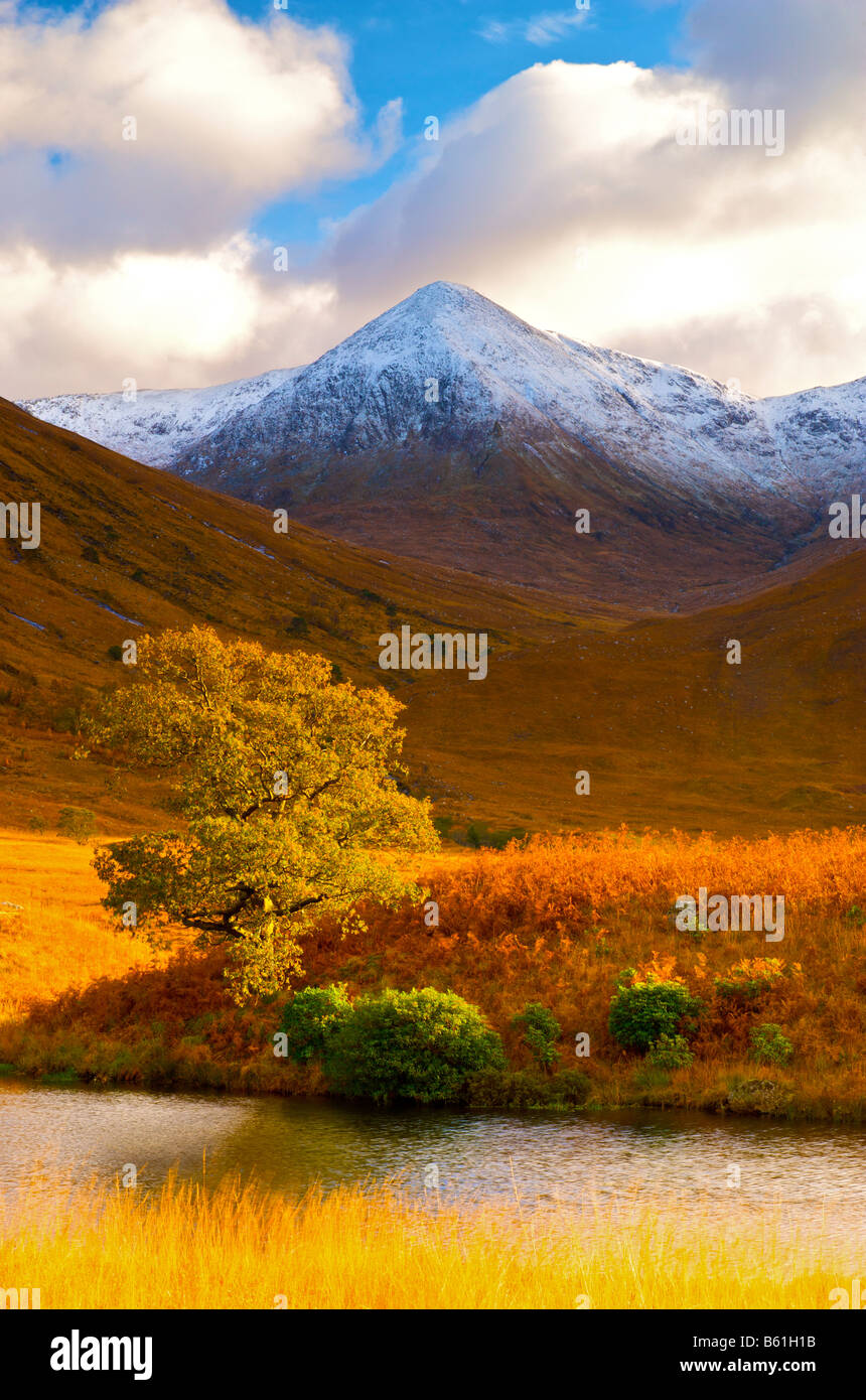 Seul arbre contre une montagne enneigée glen etive highlands écossais Banque D'Images