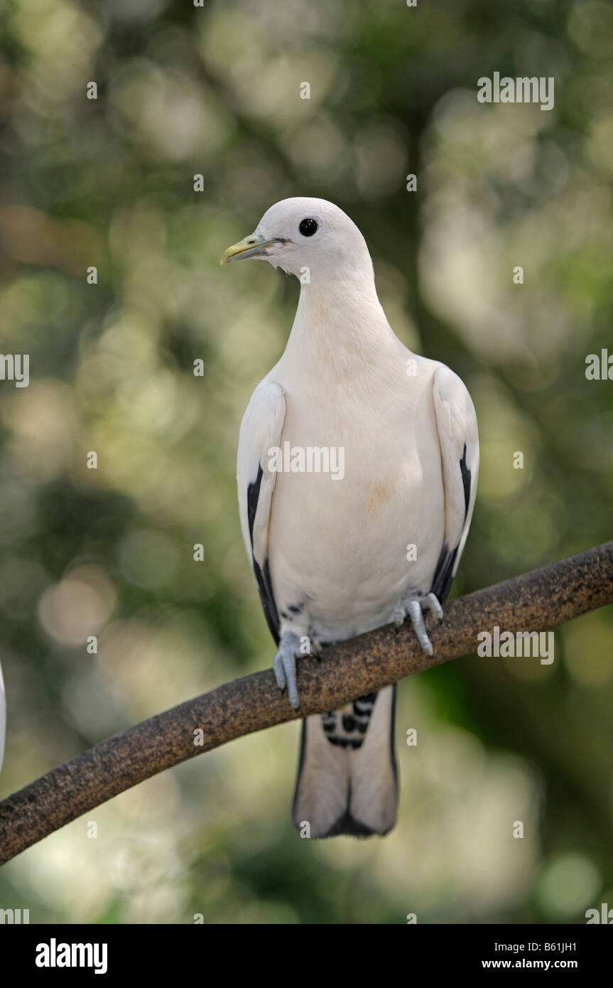 Pied-impériale ou muscade pigeon Pigeon (Ducula bicolor), Queensland, Australie Banque D'Images
