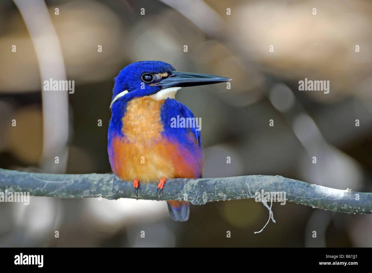 Azure Kingfisher (Alcedo azurea), oiseau très rare, Queensland, Australie Banque D'Images