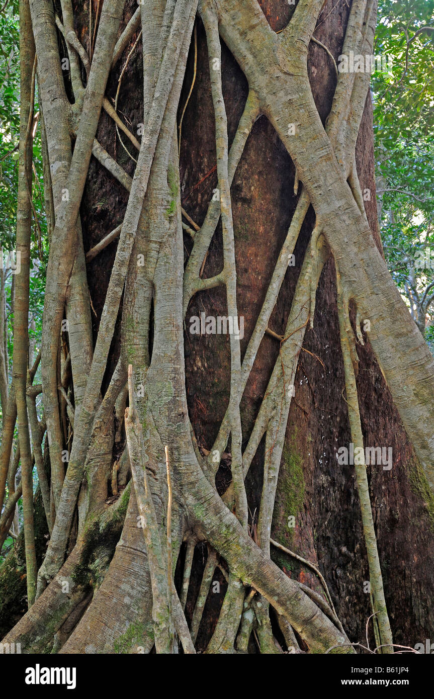 Moreton Bay Fig enroulé autour d'un géant des forêts anciennes dans Lamington National Park, Australie Banque D'Images