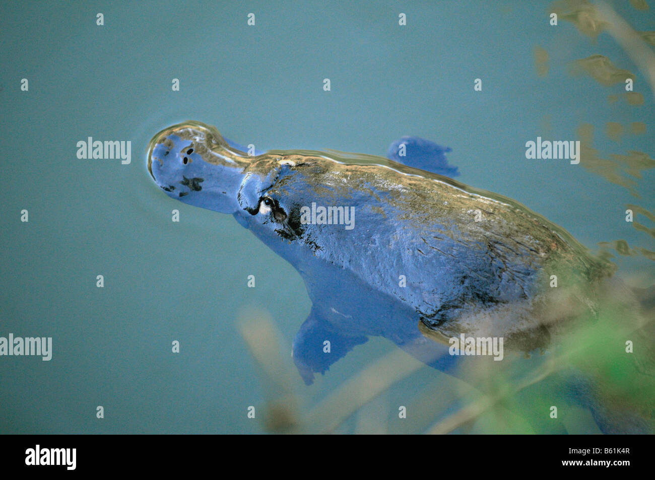Ornithorynque (Ornithorhynchus anatinus) dans son habitat naturel, très rarement observée à l'état sauvage, le Parc National Eungella, Queensland Banque D'Images
