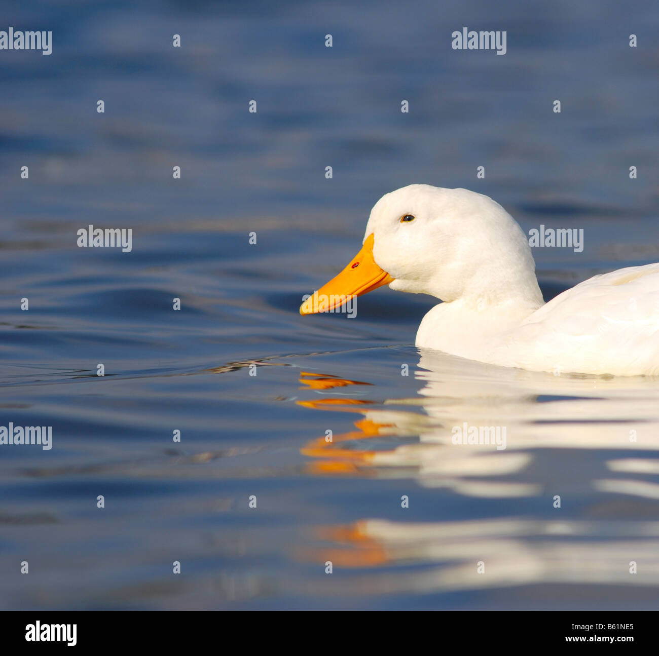 Beau canard blanc sur une eau bleu clair Banque D'Images