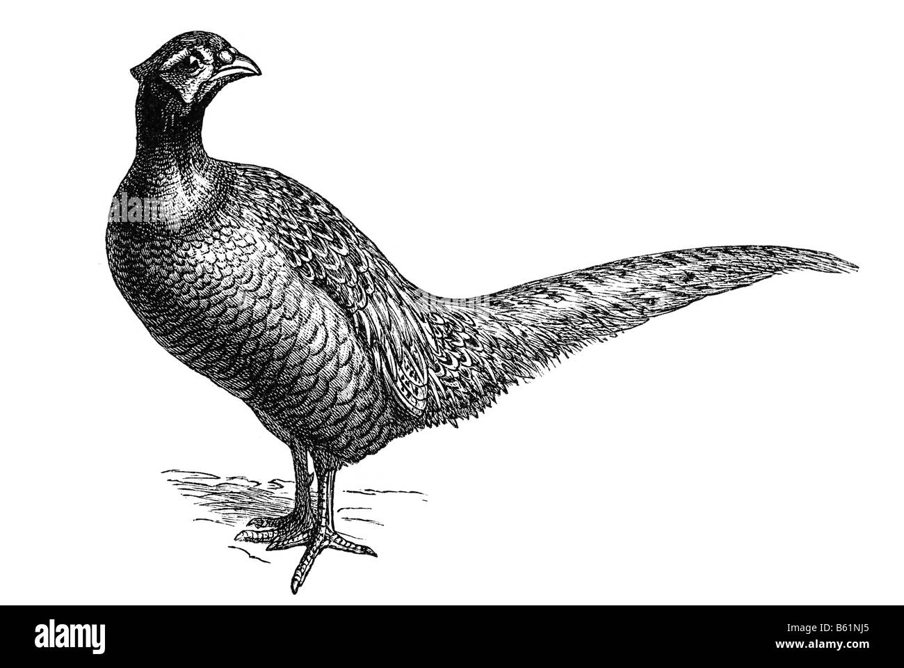 Le faisan commun (Phasianus colchicus) Banque D'Images