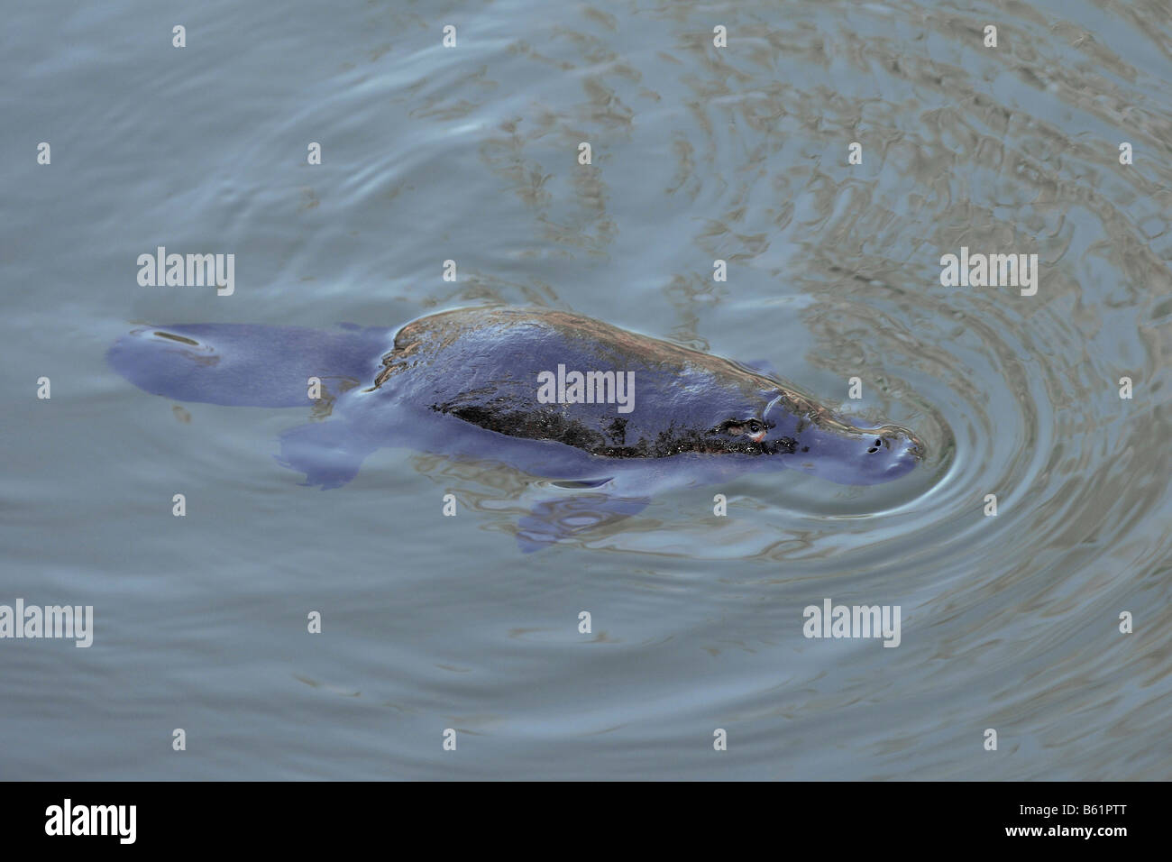Ornithorynque (Ornithorhynchus anatinus) dans son habitat naturel, très rarement observée à l'état sauvage, le Parc National Eungella, Queensland, un Banque D'Images