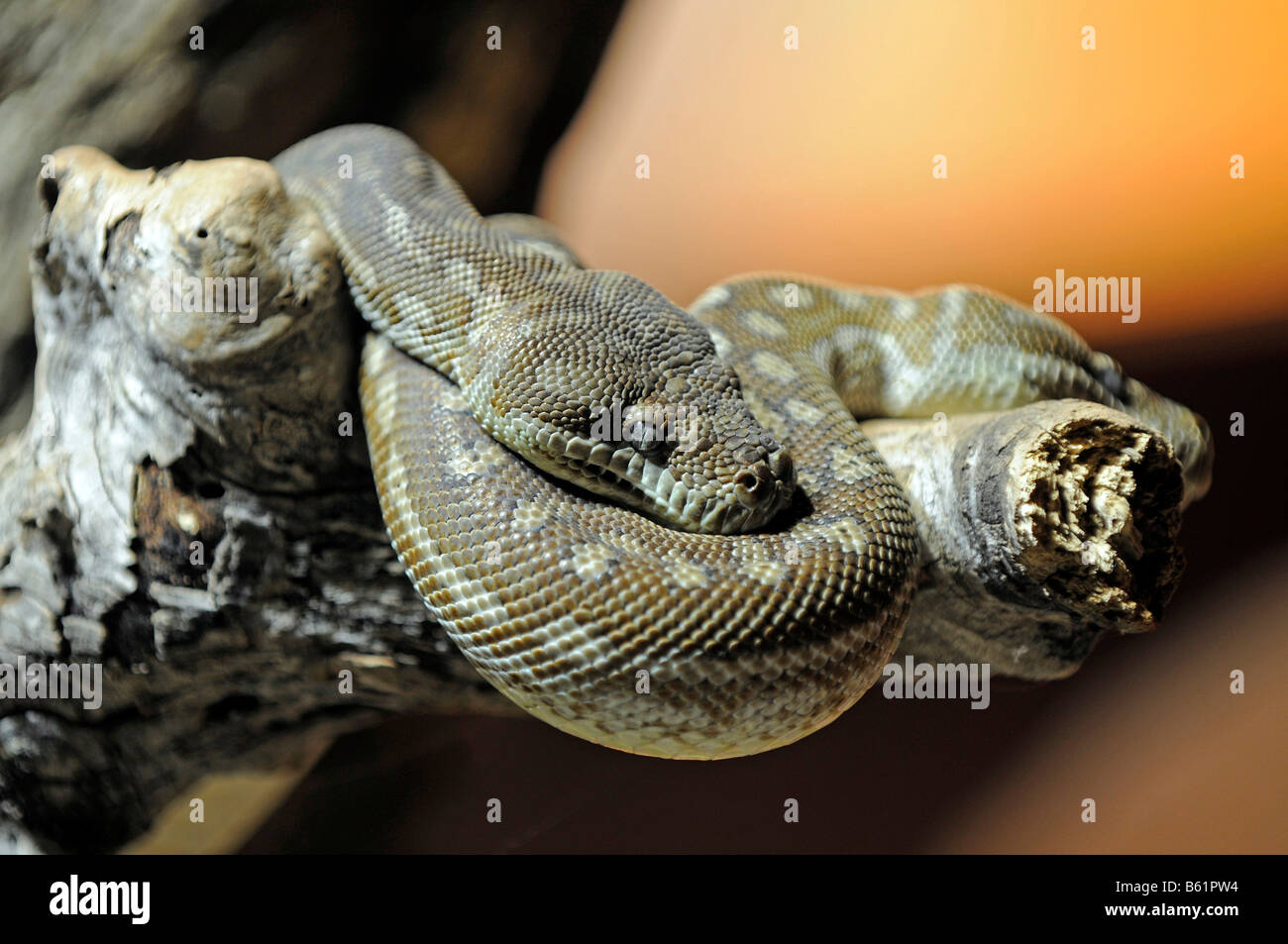 Centralian spilota Carpet Python (Morelia bredli), l'Australie Banque D'Images