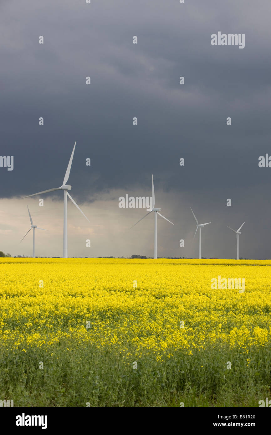 Approche d'une tempête d'éoliennes entouré par une culture de biocarburants Banque D'Images