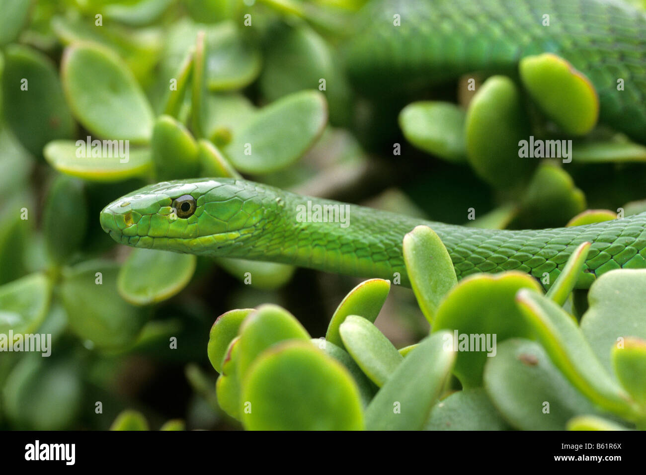 Le Mamba vert (Dendroaspis angusticeps), un serpent venimeux très rapide Banque D'Images