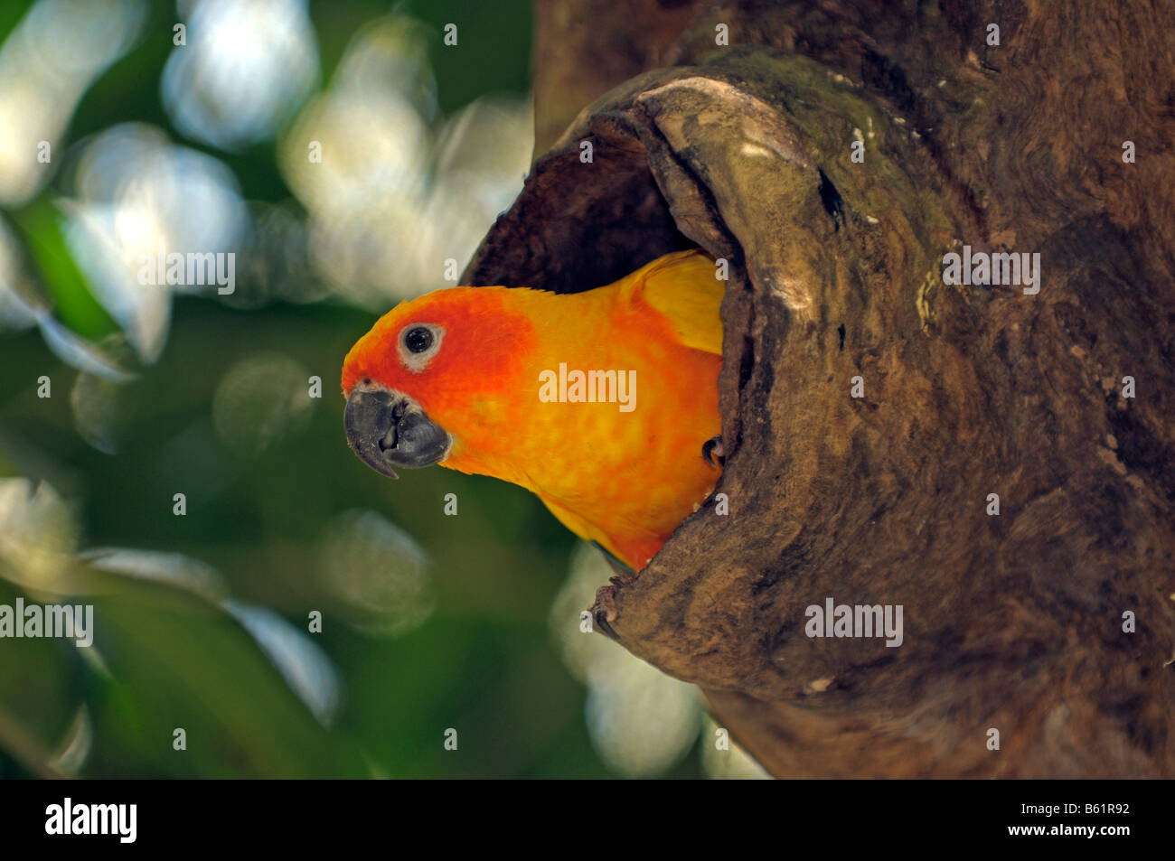 Conure soleil conure Soleil (Aratinga ou solstitialis) dans un trou de nidification Banque D'Images