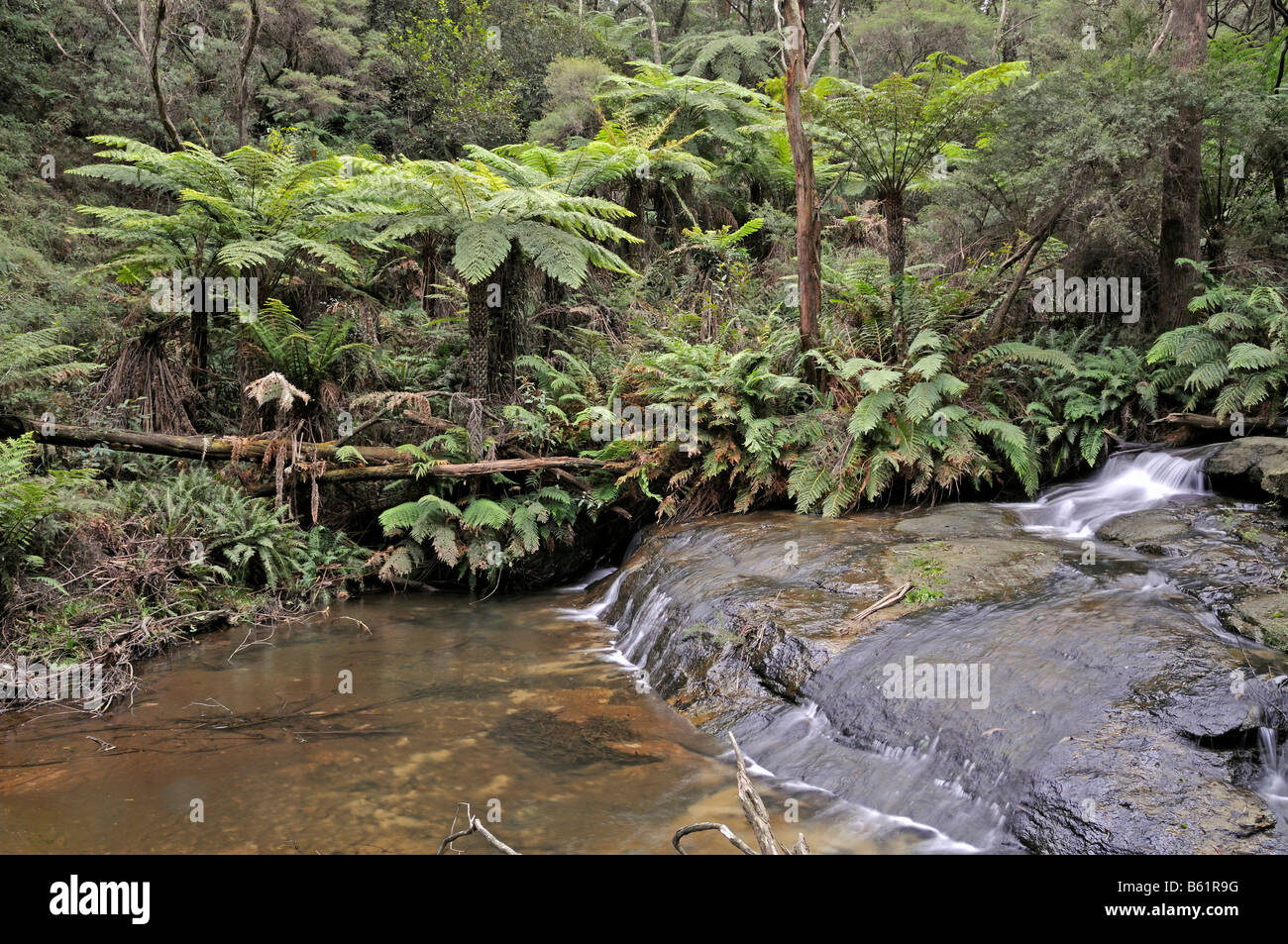 Cascade aux Rock-fougères (Pyrrosia rupestris) dans une forêt tropicale, Parc National de Blue Mountains, Australie Banque D'Images