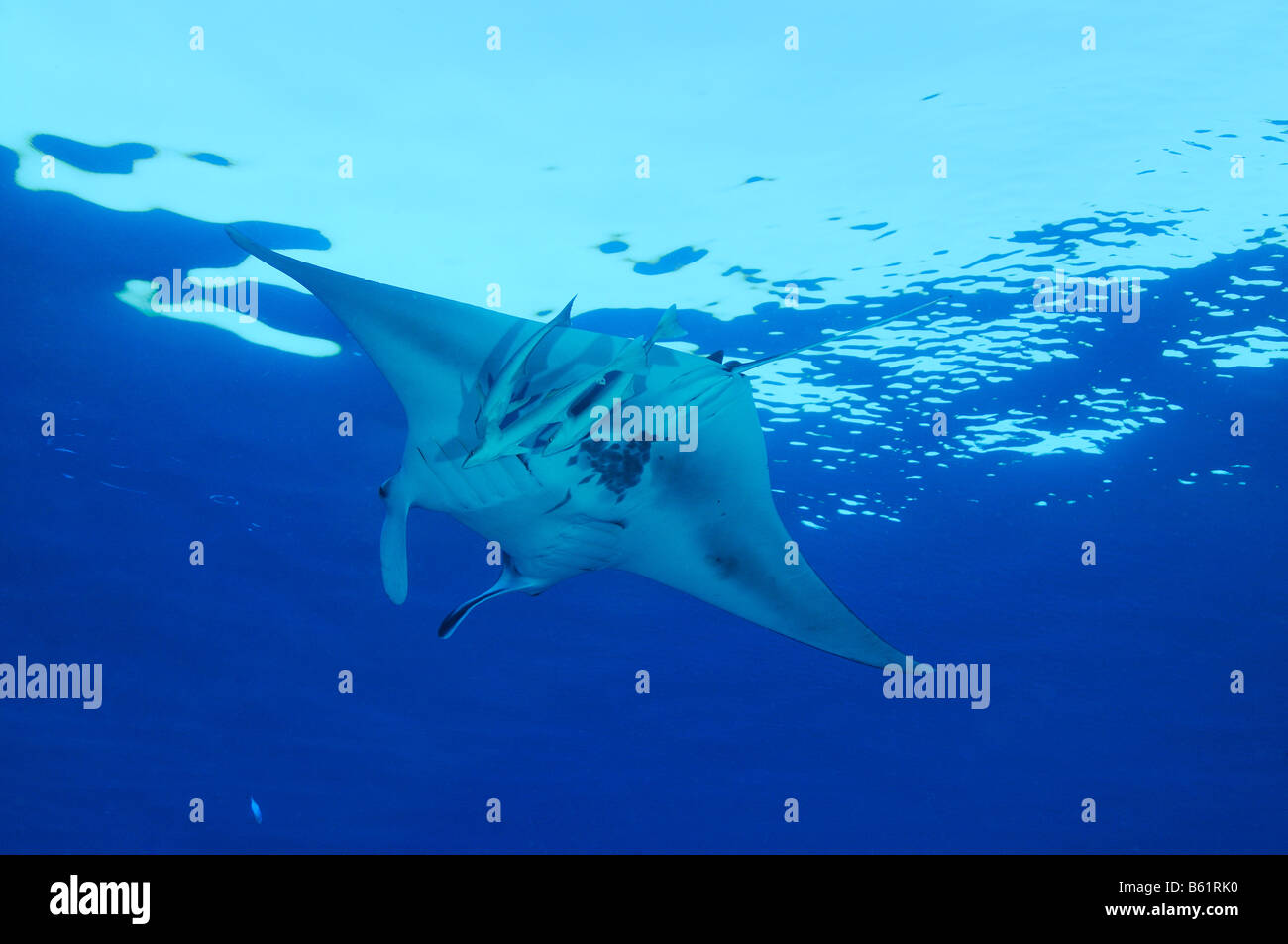 Echeneis naucrates et Manta birostris, Manta Ray avec suckerfish, Mer Rouge Banque D'Images