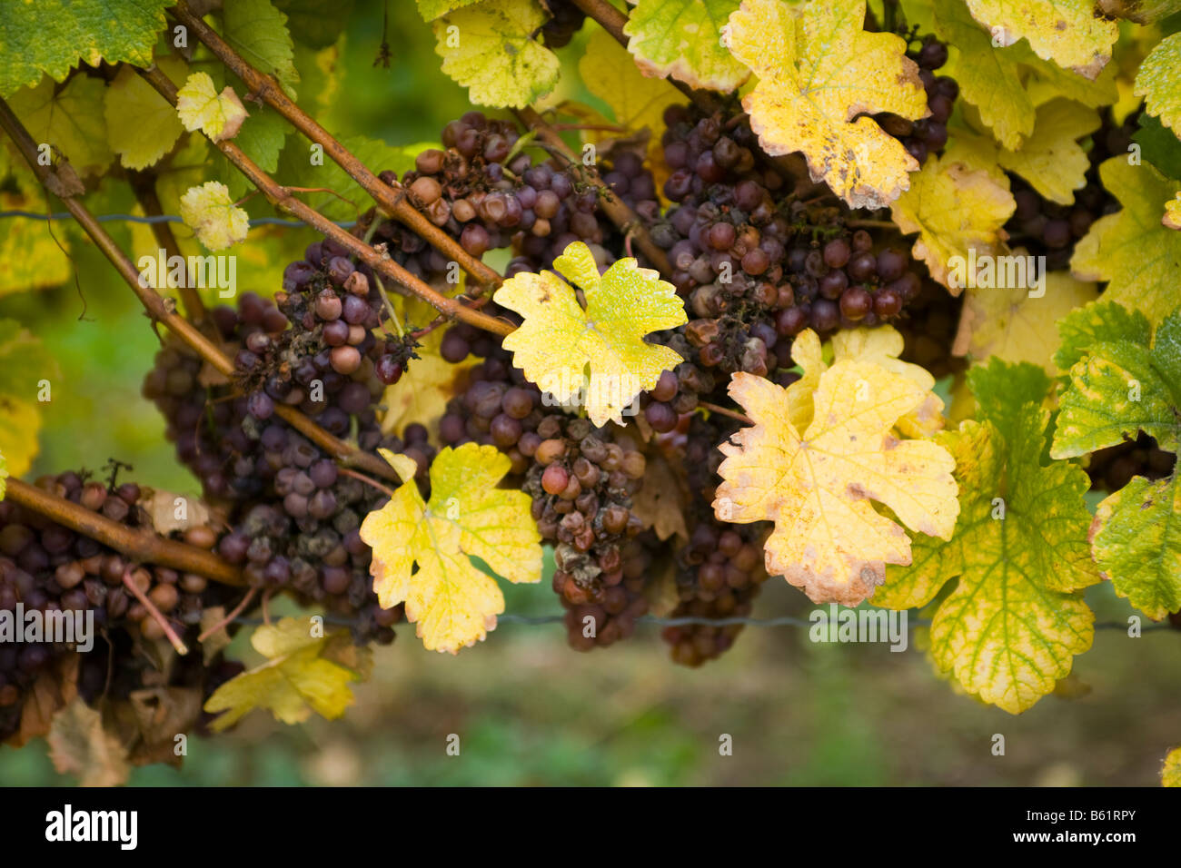 Raisins récoltés tardivement pour le vin de glace du Canada Ontario Niagara Banque D'Images