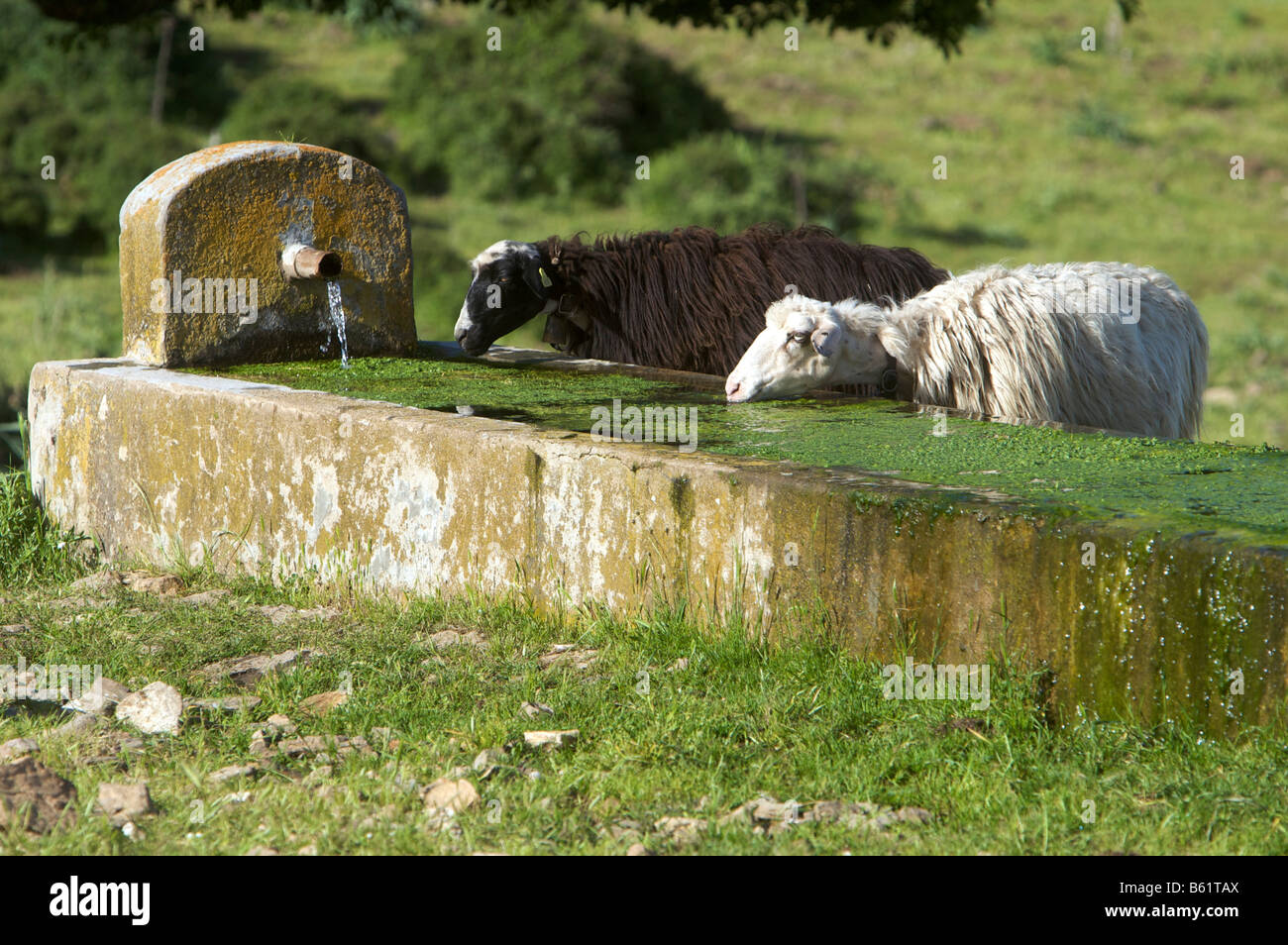 Mouton noir et blanc à l'eau potable un creux dans le parc national du Gennargentu, Sardaigne, Italie, Europe Banque D'Images