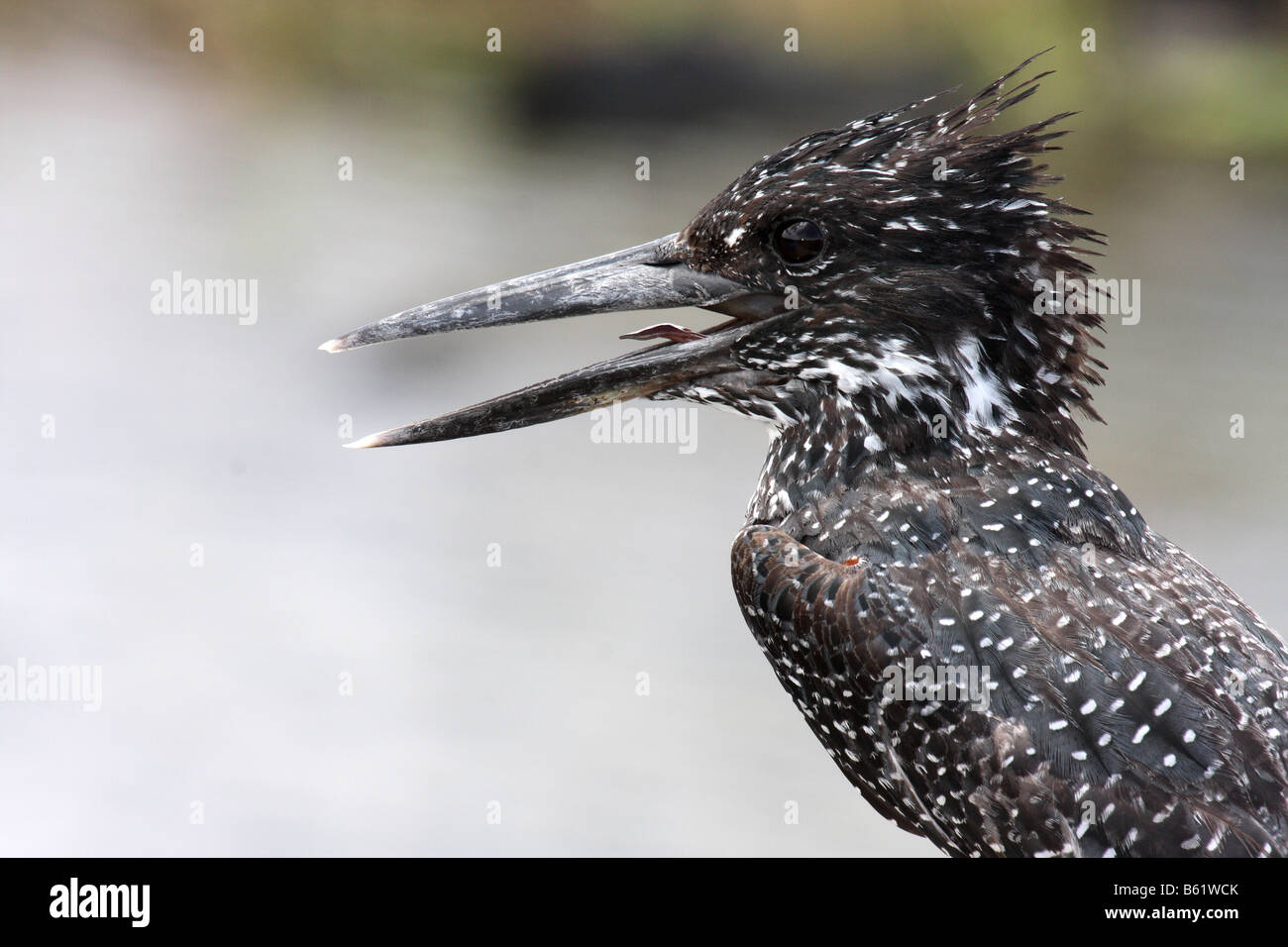 Giant kingfisher ceryle maxima profil des adultes seuls Banque D'Images