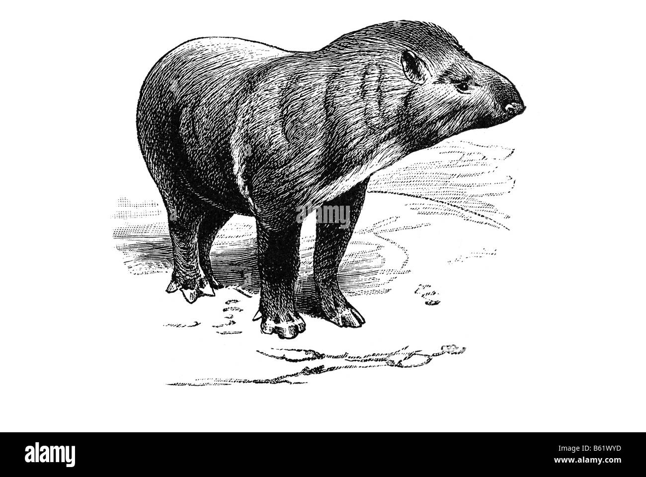 Tapir (Tapirus abericanus) Banque D'Images