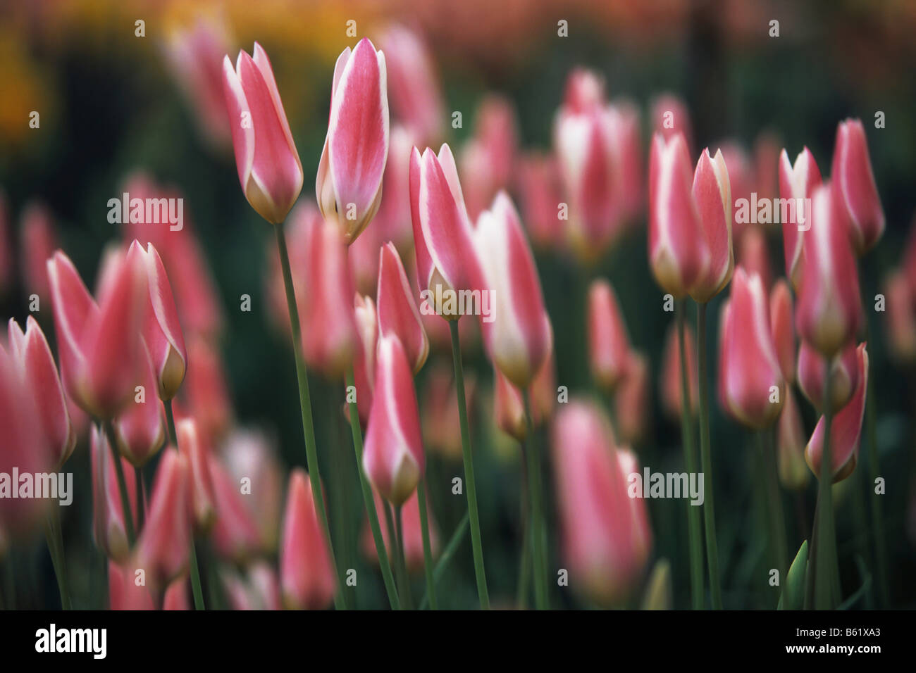 Didier's Tulip (Tulipa Gesneriana), Keukenhof, Pays-Bas, Europe Banque D'Images