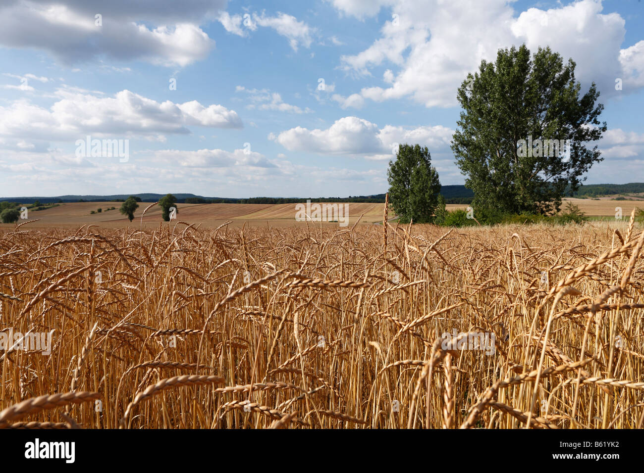 Champ de blé près de Alsleben, Trappstadt district, Roehn-grabfeld, Hass, Montagnes, Basse Franconie, Allemagne, Europe Banque D'Images