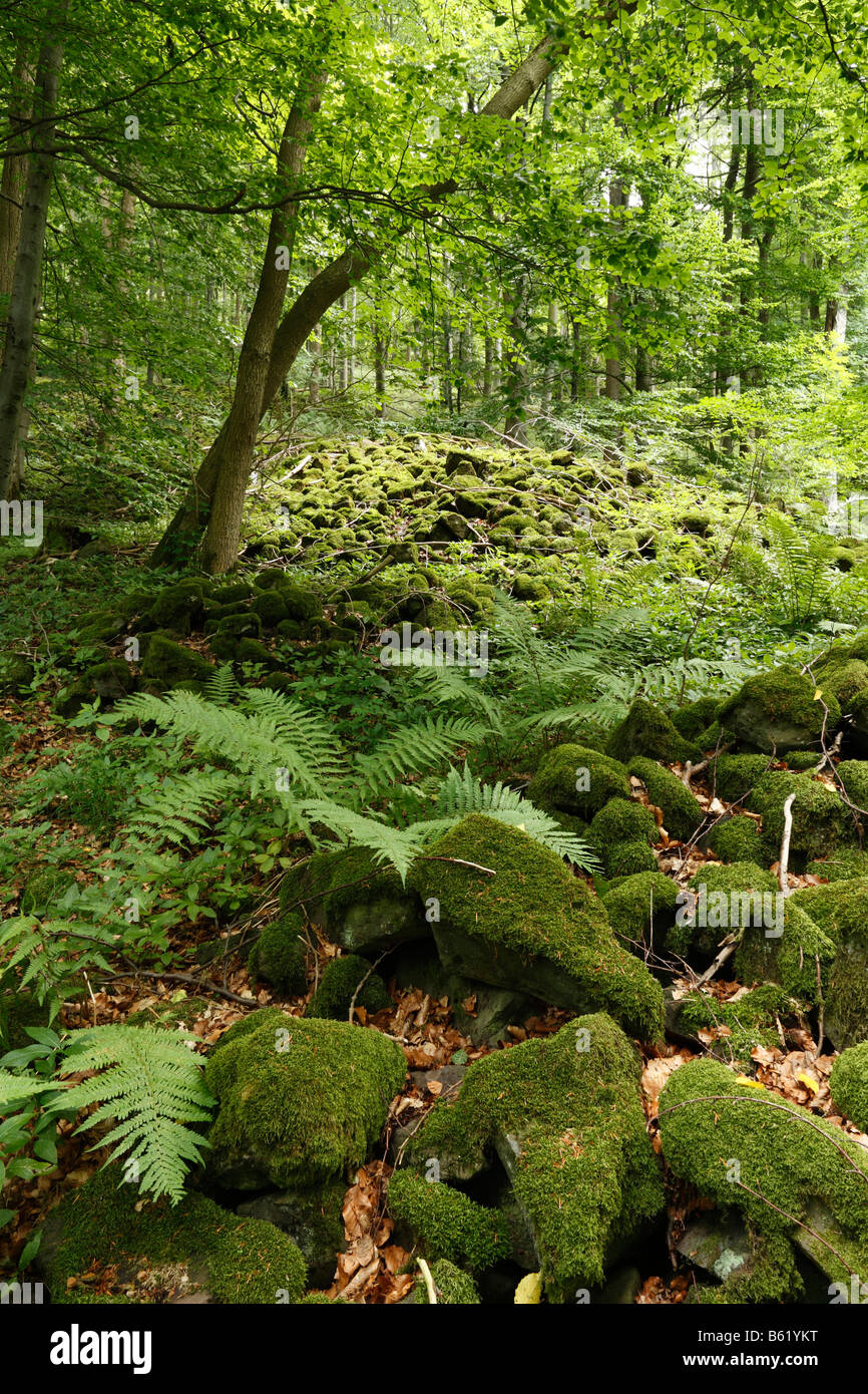 Pierres couvertes de mousse, champ de blocs de basalte à Mettermich, près de Schondra Rhoen, Basse Franconie, Bavière, Allemagne, Europe Banque D'Images