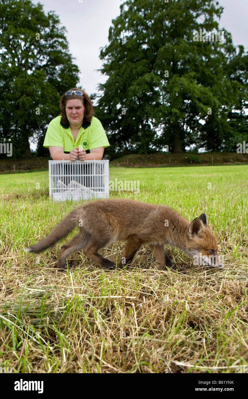Pays-bas Noord Holland Graveland Young red fox qui a perdu sa mère Vulpes vulpes Woman putting fox à wilderness Banque D'Images