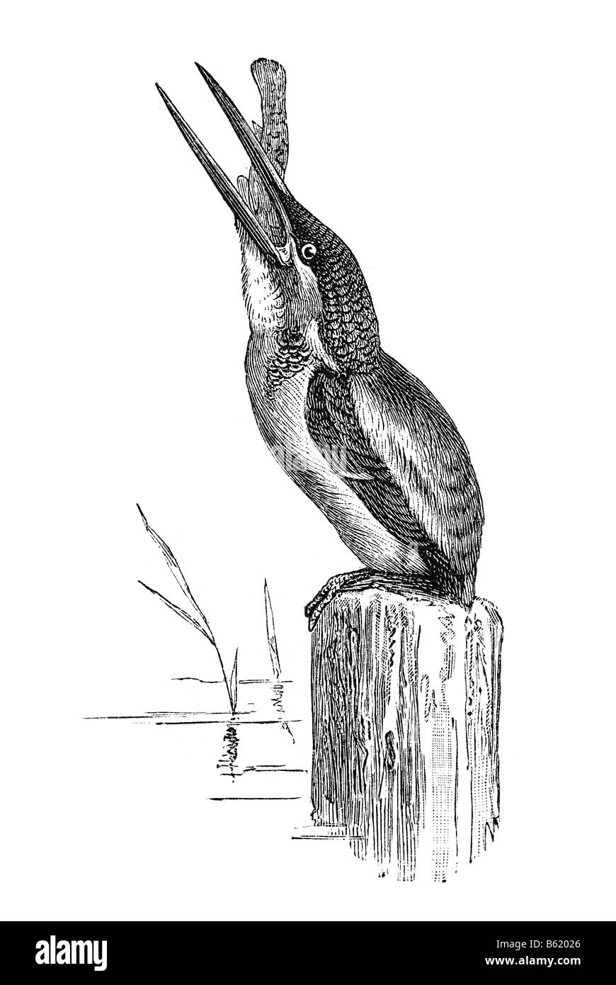 (Ancien nom commun Kingfisher Alcedo ispida (Alcedo atthis)) Banque D'Images