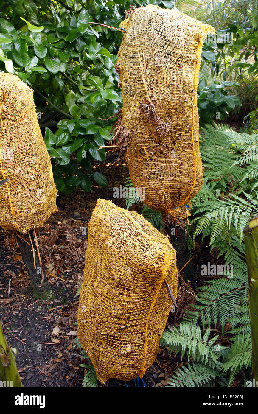 DICKSONIA SQUARROSA PROTÉGÉS AVEC DE LA PAILLE contre le froid de l'HIVER À RHS GARDEN ROSEMOOR PHOTOGRAPHIÉ AVEC DEVON RHS PERMETTRE Banque D'Images
