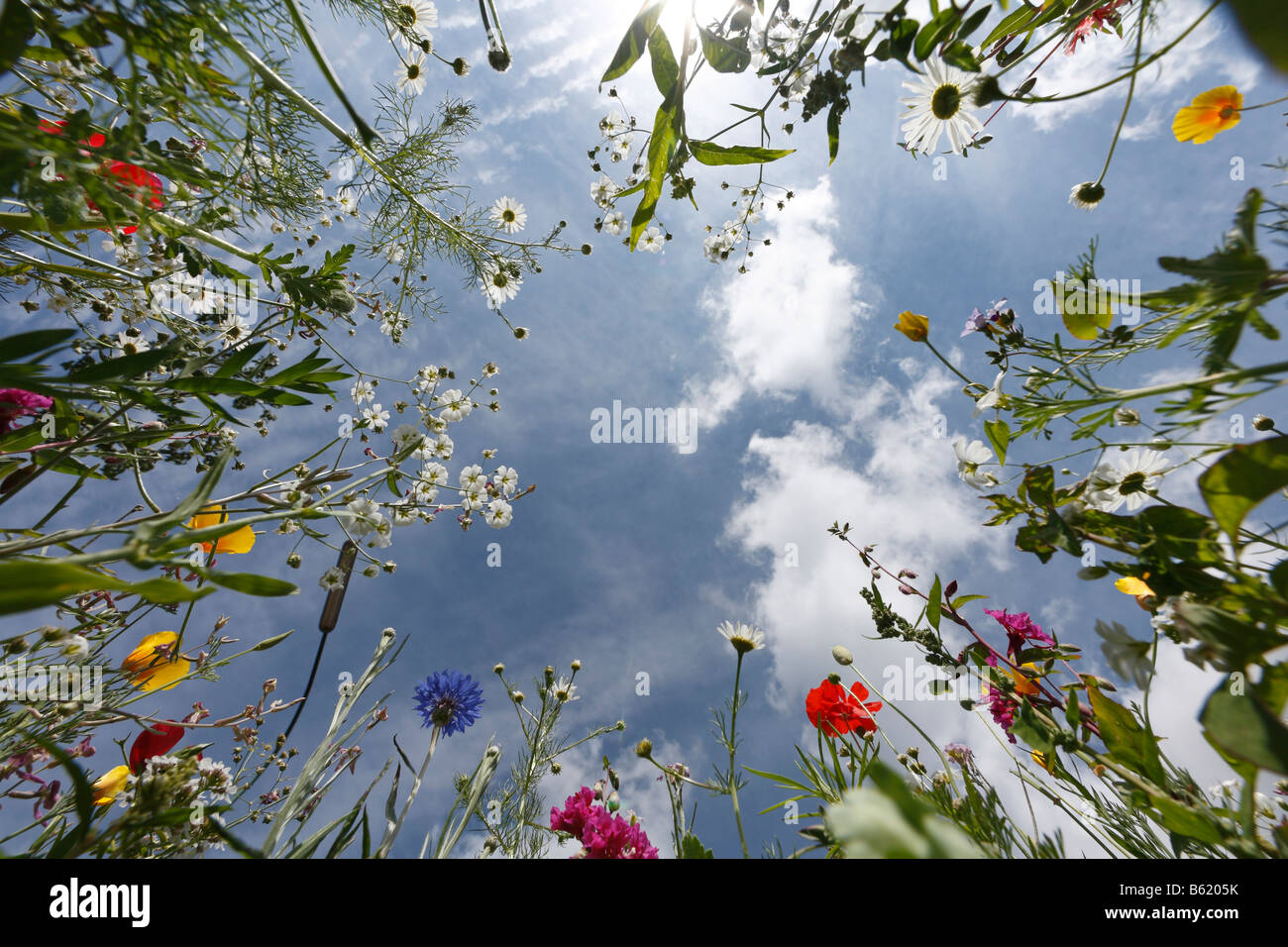 Vue vers d'une fleur prairie, Allemagne Banque D'Images