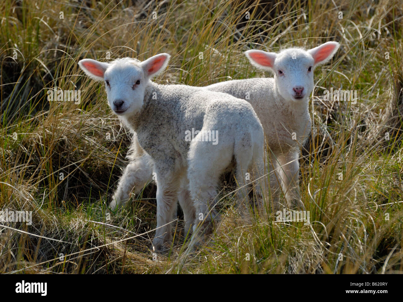 Deux agneaux mouton domestique (Ovis orientalis bélier) Banque D'Images