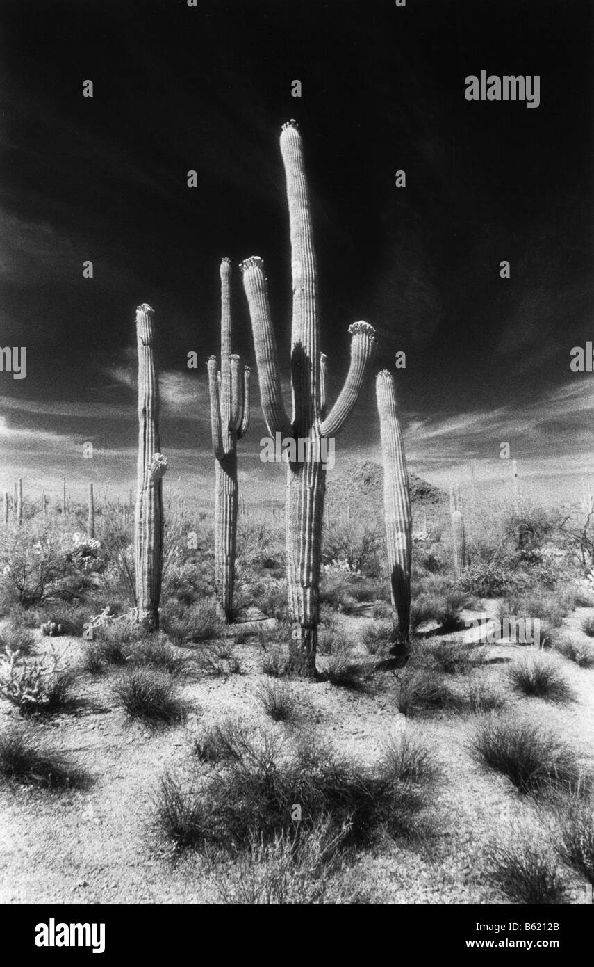 Cactus Saguaro (Carnegiea gigantea), l'infrarouge noir et blanc Saguaro National Park, Arizona Banque D'Images