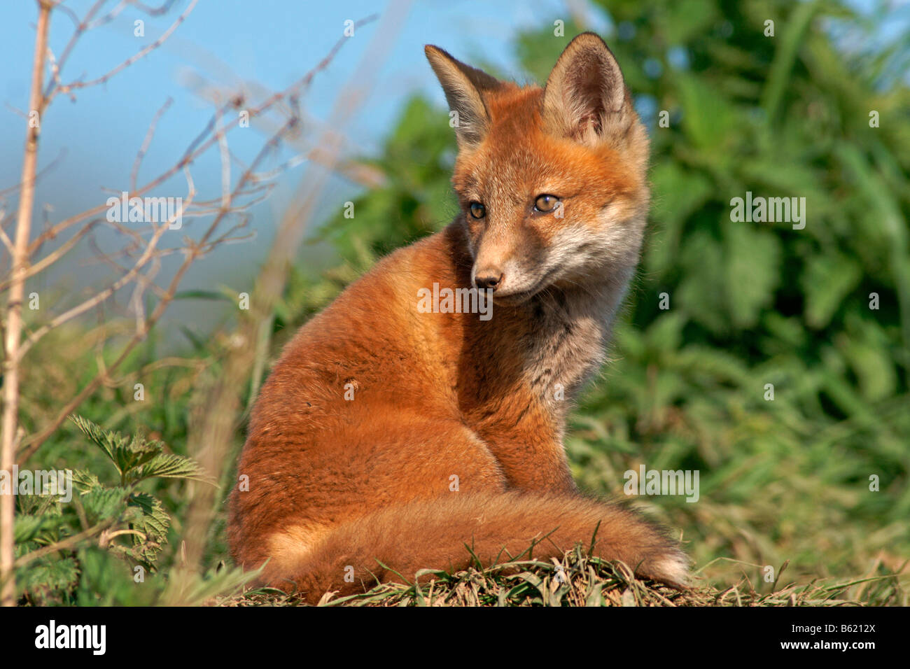 Le renard roux (Vulpes vulpes) Banque D'Images