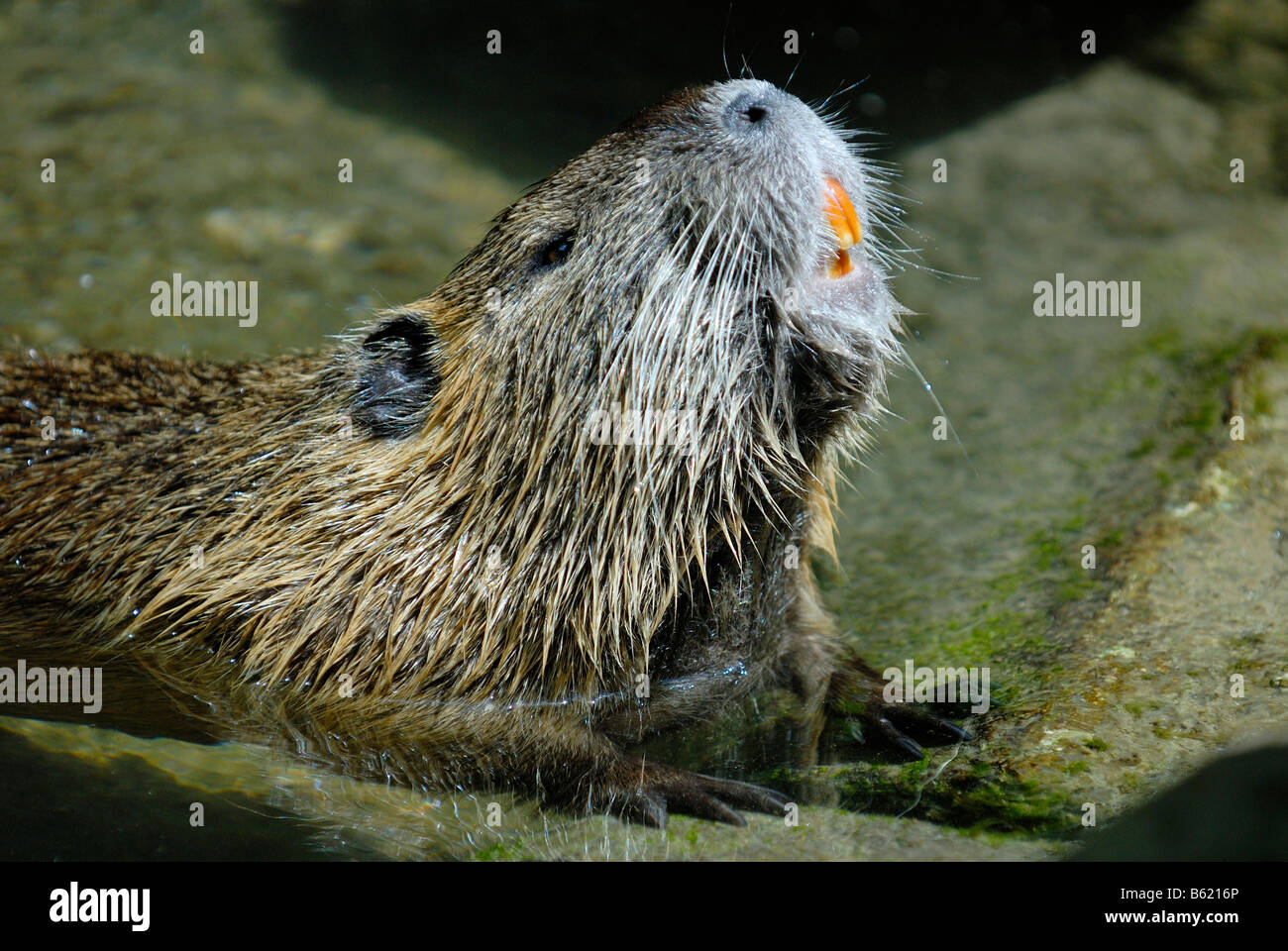 Ou ragondin Ragondin (Myocastor coypus), portrait Banque D'Images