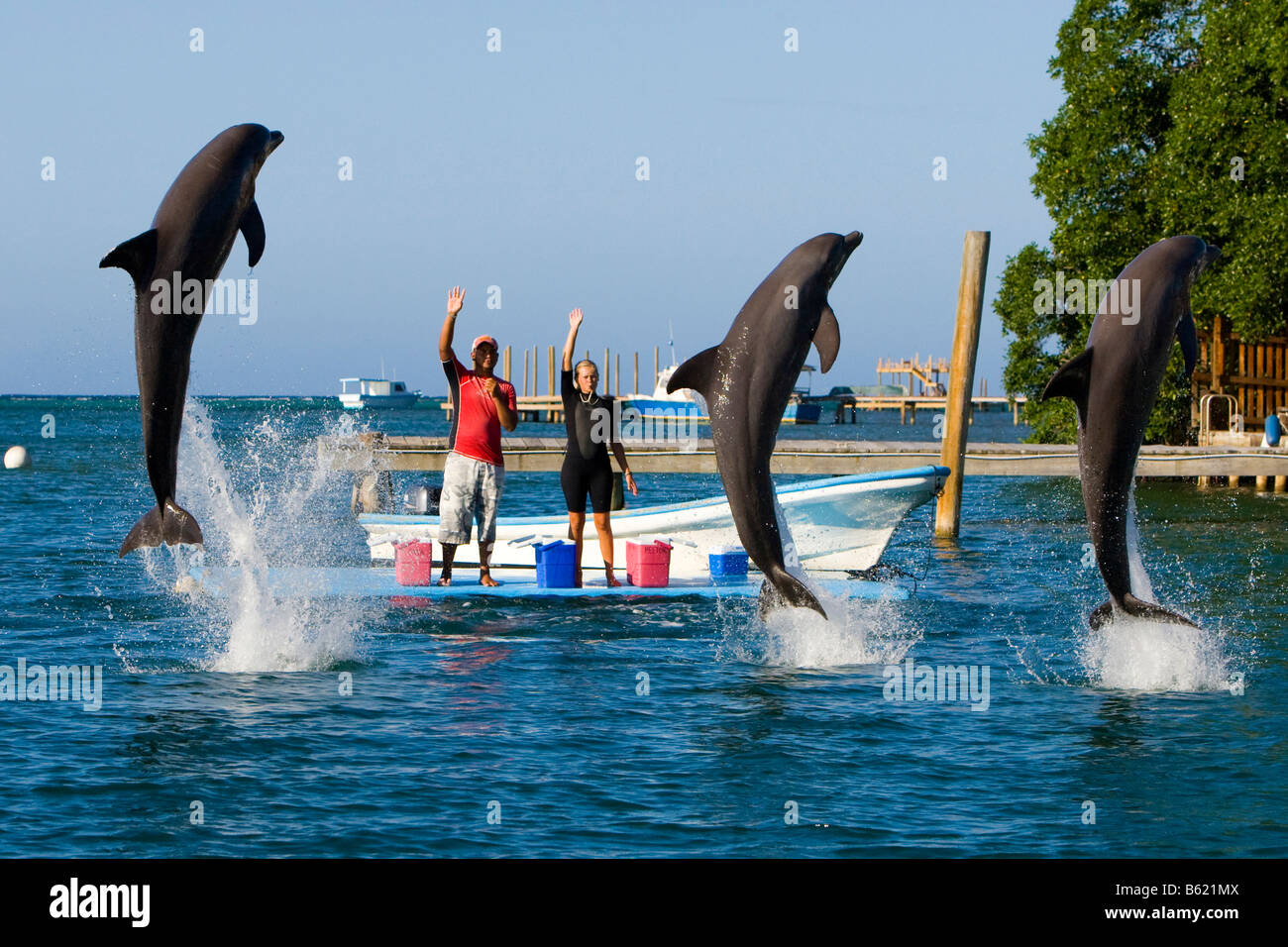 Les dauphins communs formés, les grands dauphins (Tursiops truncatus), à un événement touristique, Roatan, Honduras, Amérique Centrale Banque D'Images