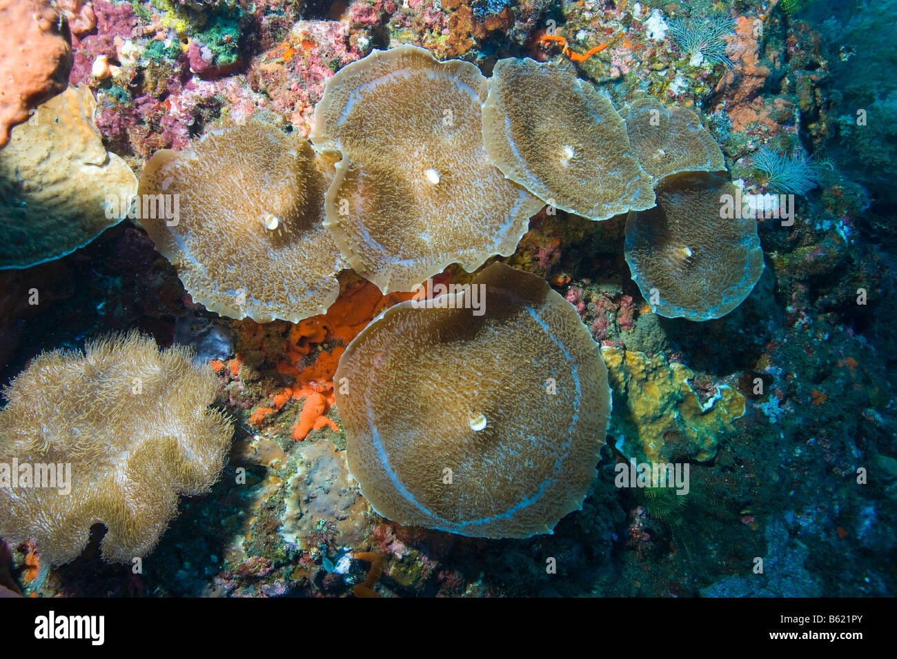 Tasse géante corail champignon ou corail géant (Amplexidiscus fenestrafer Anémone), Indonésie, Asie du sud-est Banque D'Images