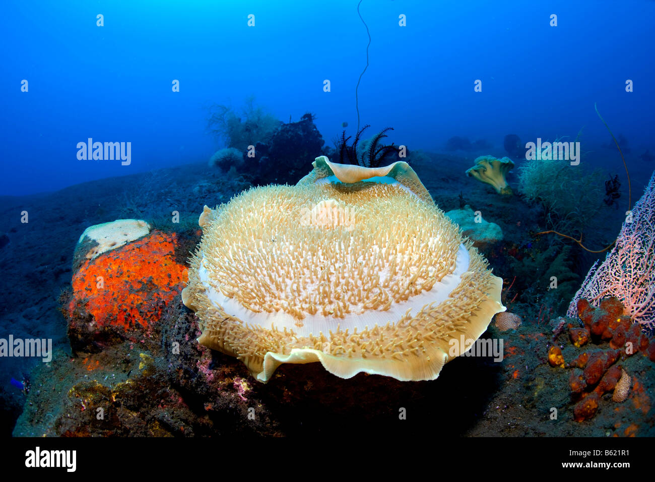 Tasse géante corail champignon ou corail géant (Amplexidiscus fenestrafer Anémone) attachées à des fonds marins volcaniques noires, l'Indonésie, l'Afrique Banque D'Images