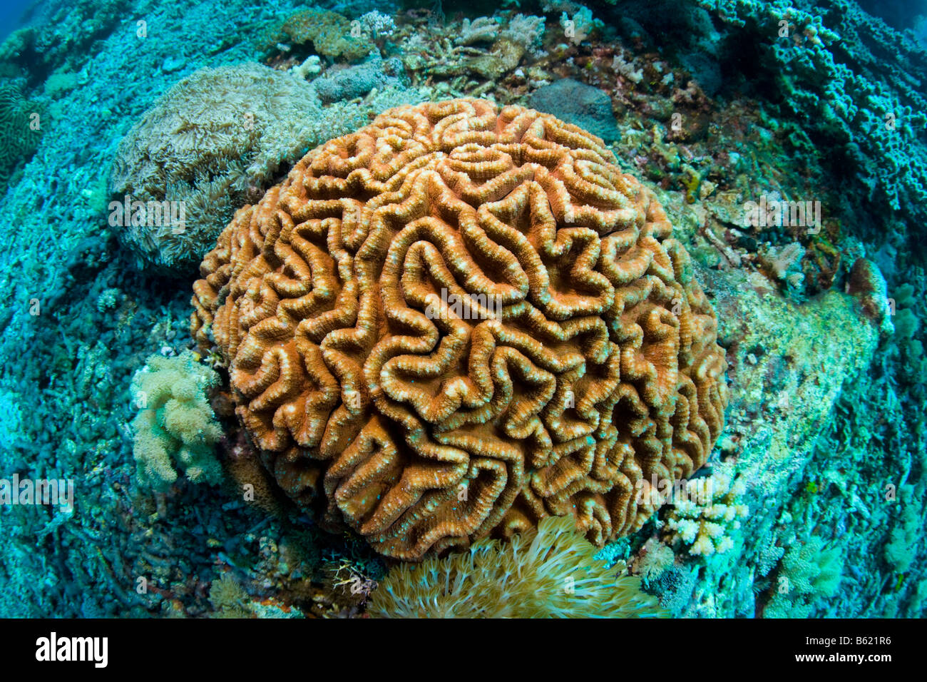 (Platygyra daedalea corail cerveau), Indonésie, Asie du sud-est Banque D'Images