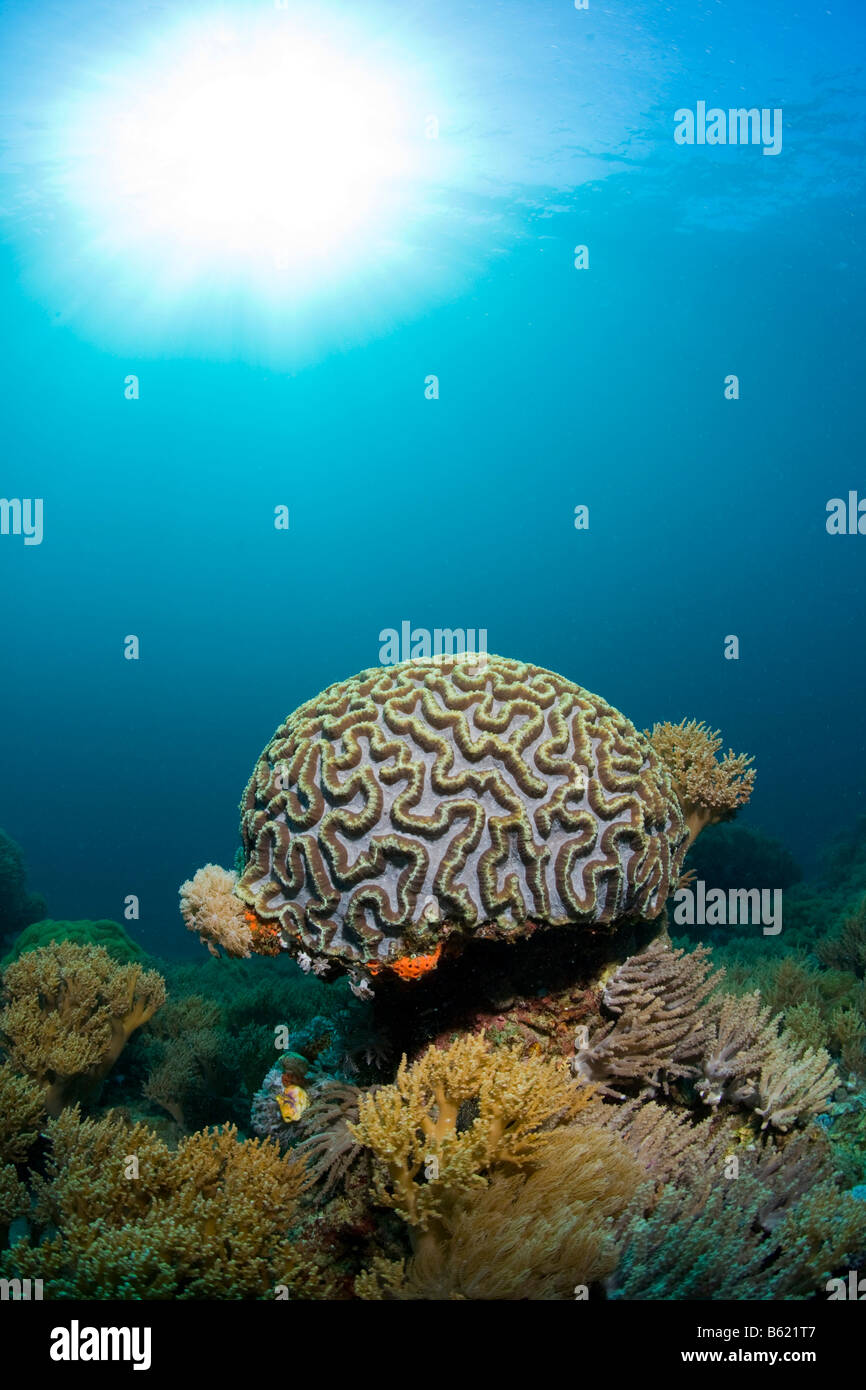(Platygyra daedalea corail cerveau), Indonésie, Asie du sud-est Banque D'Images