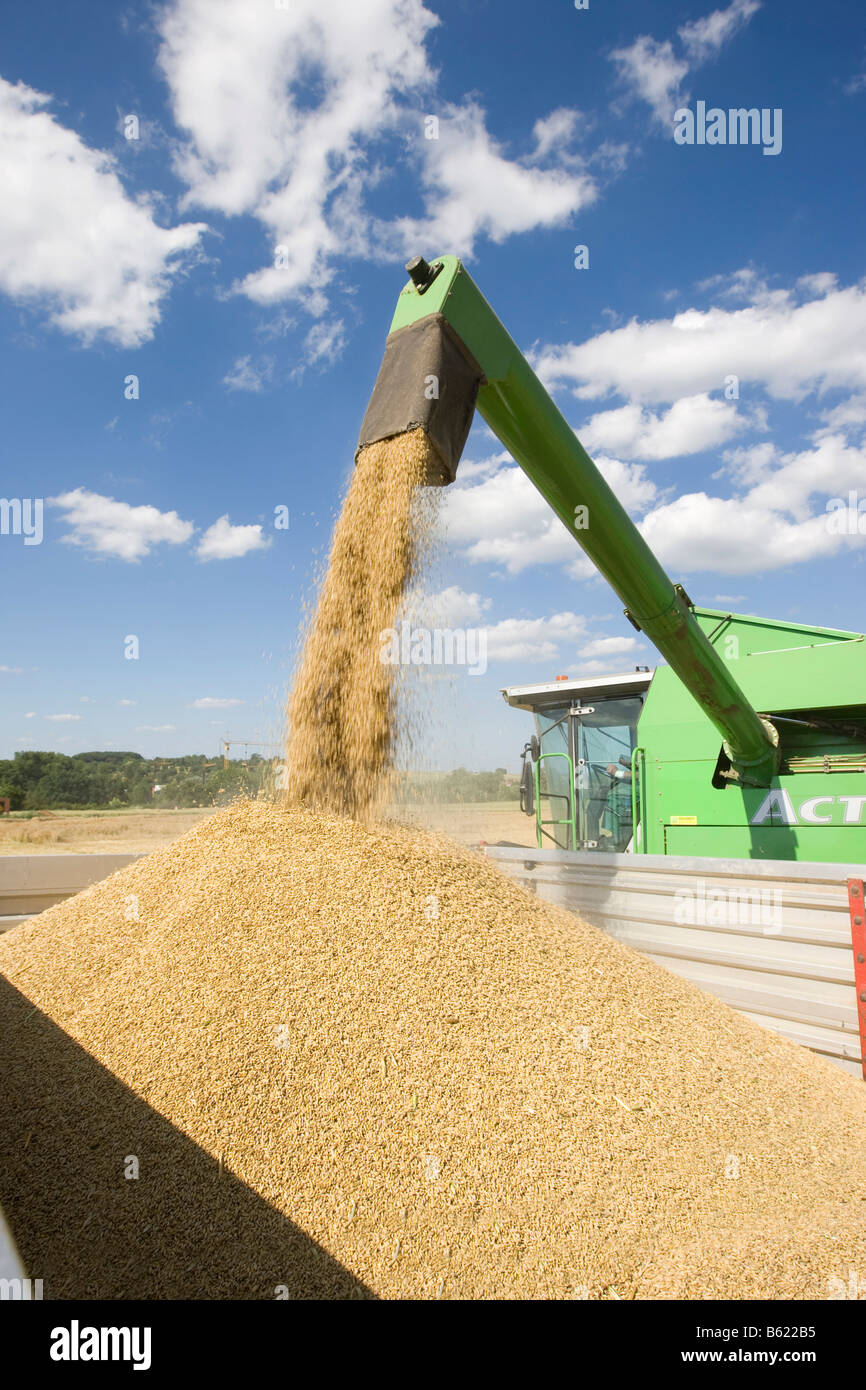 Chargement d'orge récoltée harvester combiné dans une remorque, Wetterau, Hesse, Allemagne Banque D'Images