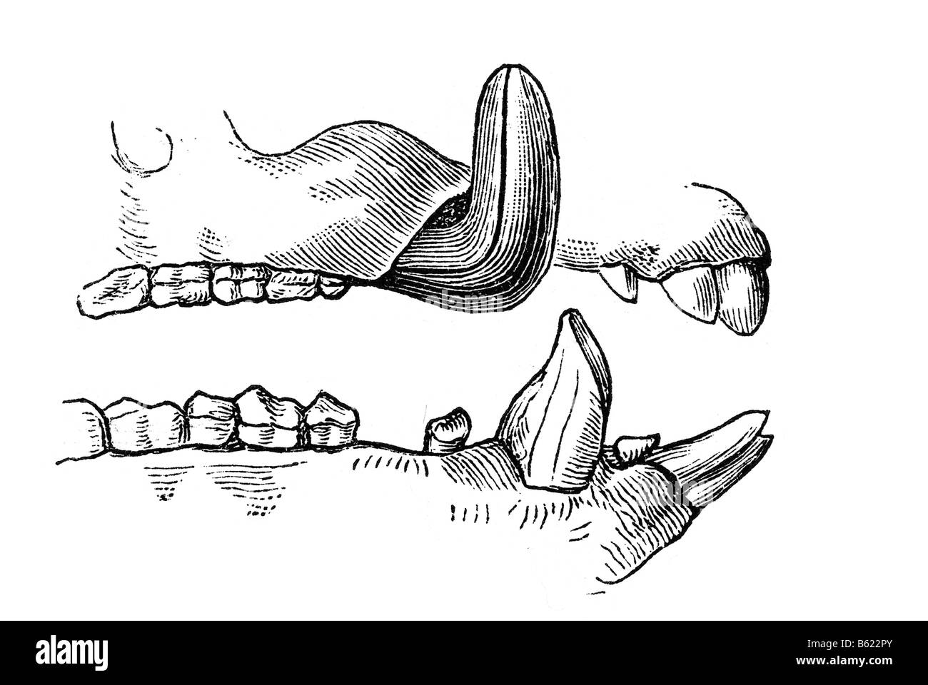 Le sanglier Sus scrofa ou simplement appelé familièrement le sanglier est un mammifère omnivore grégaires de la famille des suidés biologique Banque D'Images