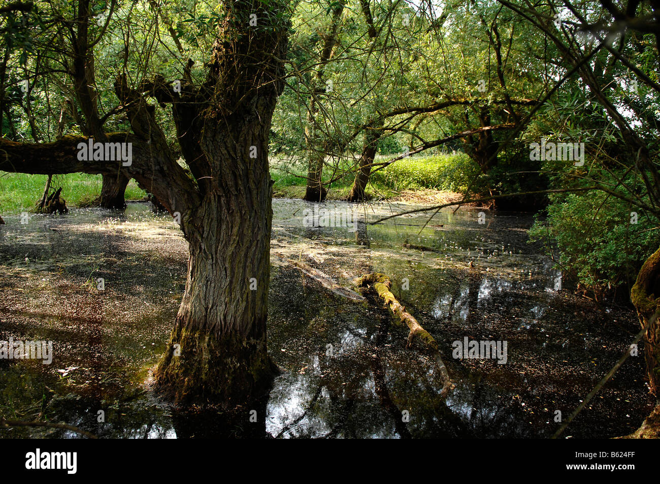 Gray les saules (Salix cinerea), Othenstorf, Mecklembourg-Poméranie-Occidentale, Allemagne, Europe Banque D'Images