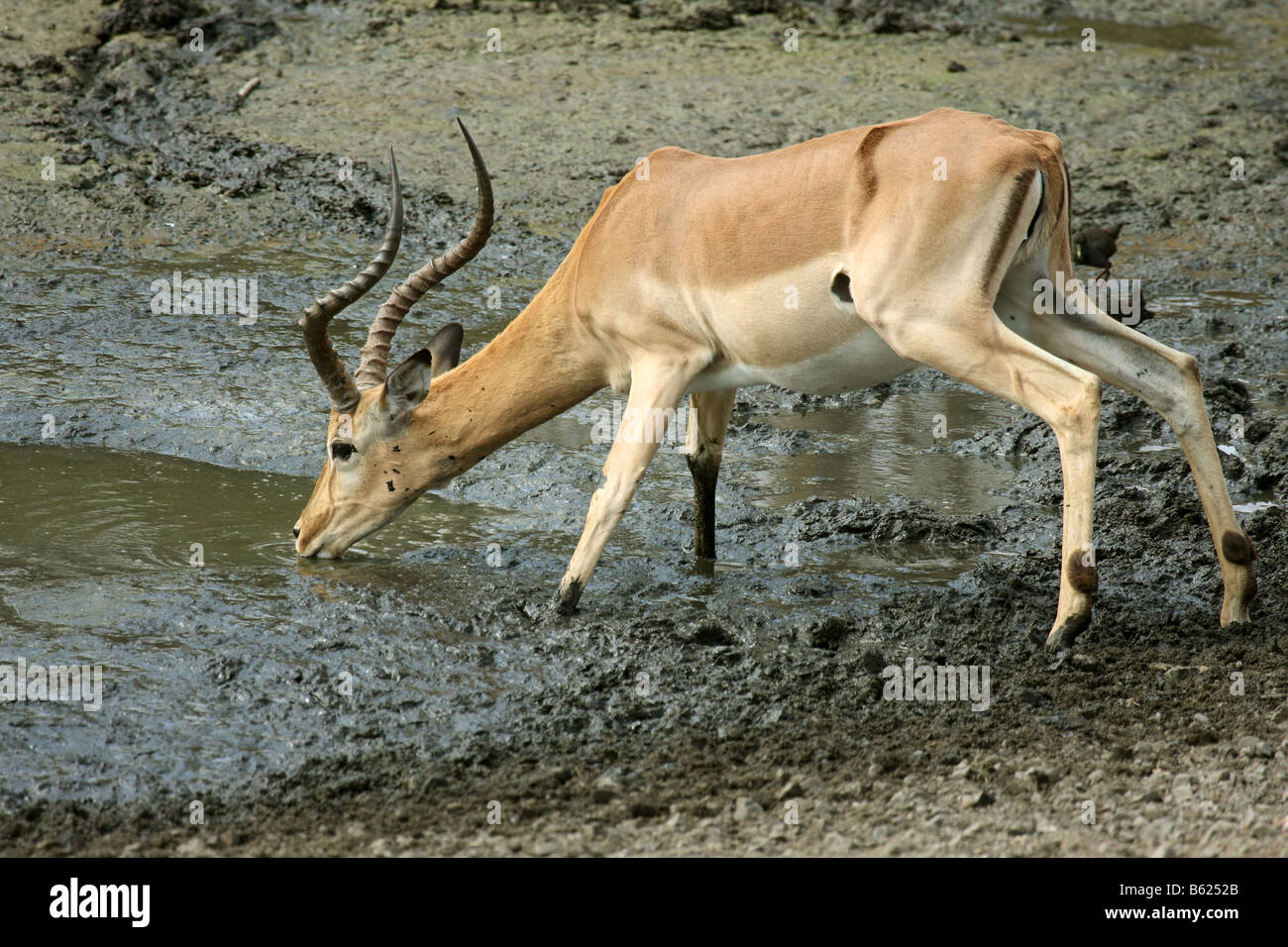 Impala mâles adultes avec prudence à partir d'un point d'eau potable Banque D'Images
