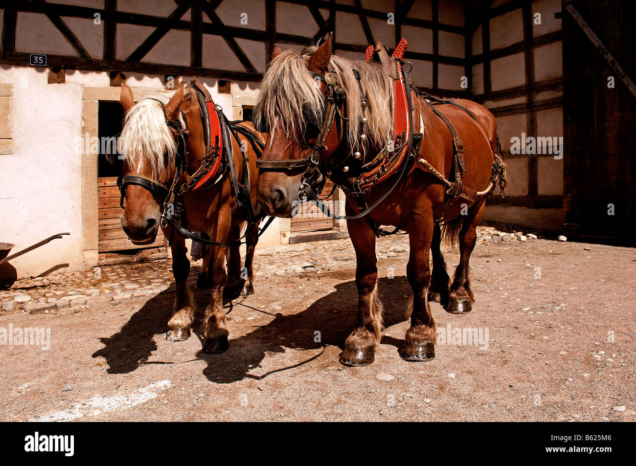 Chevaux de charrue, avec les faisceaux, Ecomusée d'Ungersheim, Alsace, France, Europe Banque D'Images