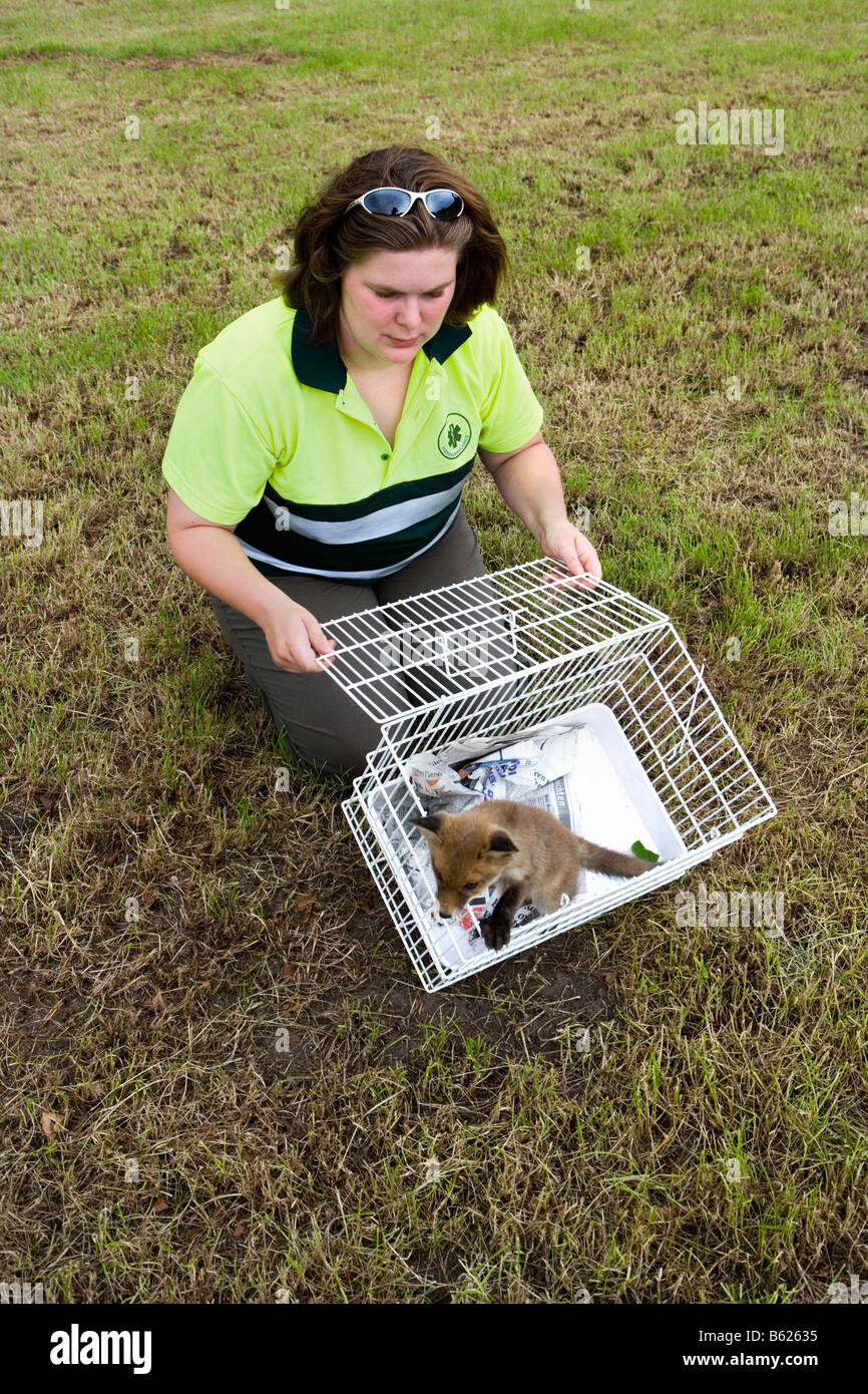 Pays-bas Noord Holland Graveland Young red fox qui a perdu sa mère Vulpes vulpes Woman putting fox à wilderness Banque D'Images