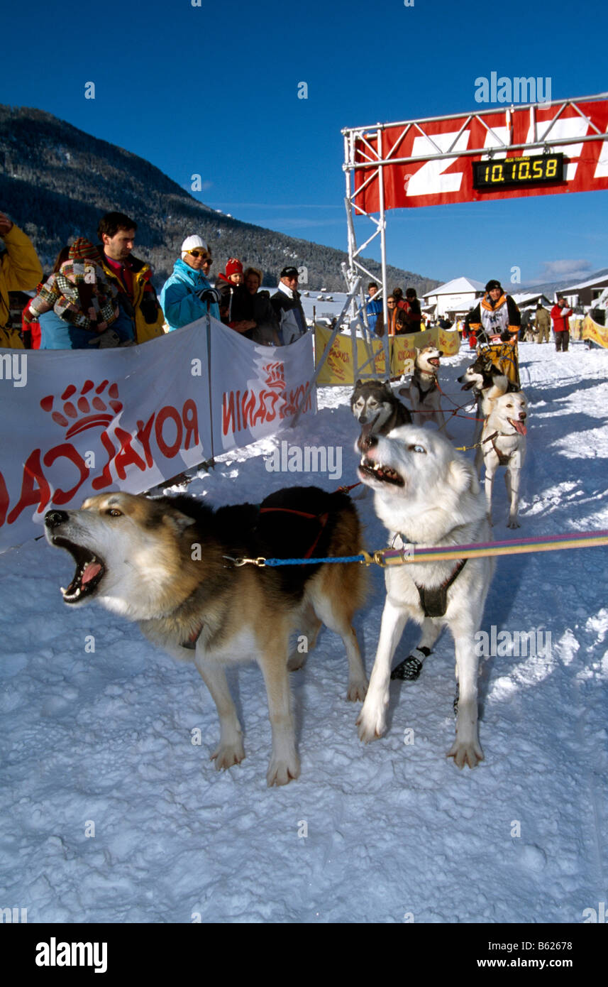 Traîneau à chiens sur une piste alpine, Sesto, Alpe Nemes, Bolzano-Bozen, Dolomites, Italie, Europe Banque D'Images