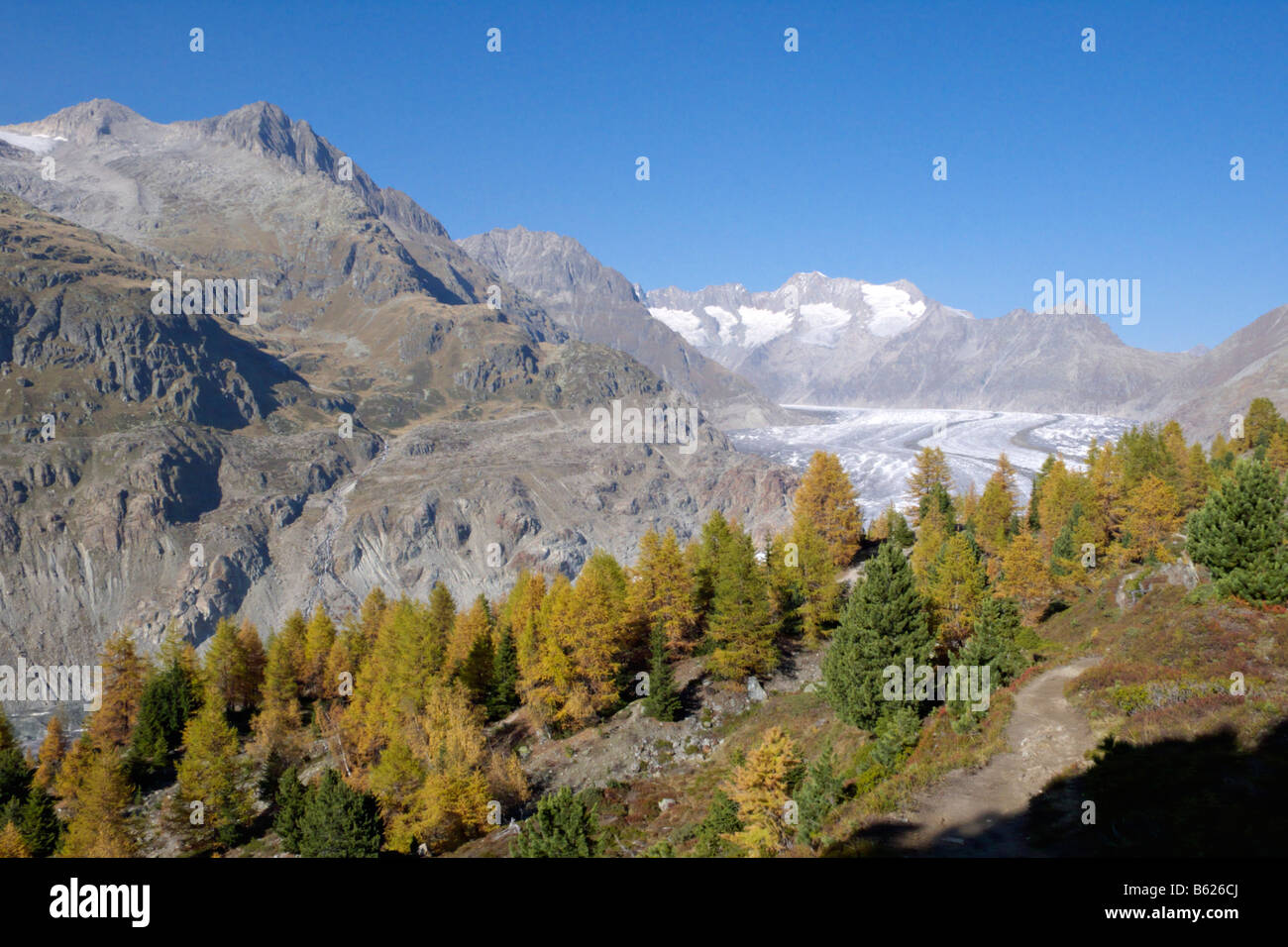 Forêt d'Aletsch et le glacier d'Aletsch, en Suisse Banque D'Images