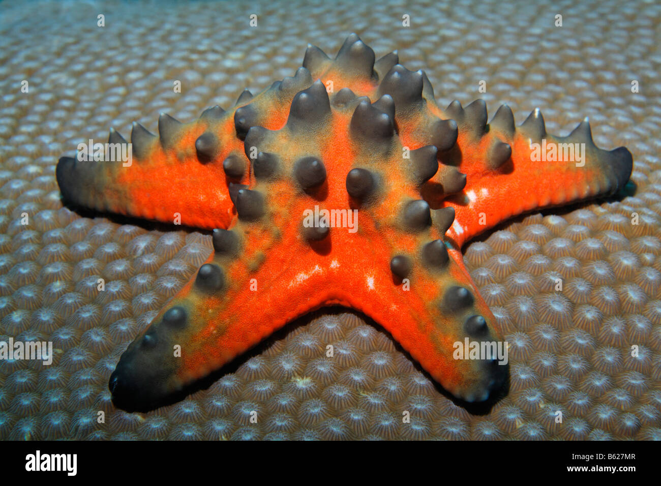 Grande noueux étoile de mer (Proteaster nodosus), l'île de Selayar, madrépore, côte ouest, au sud de Sulawesi, Indonésie, mer de Java, Indien Banque D'Images
