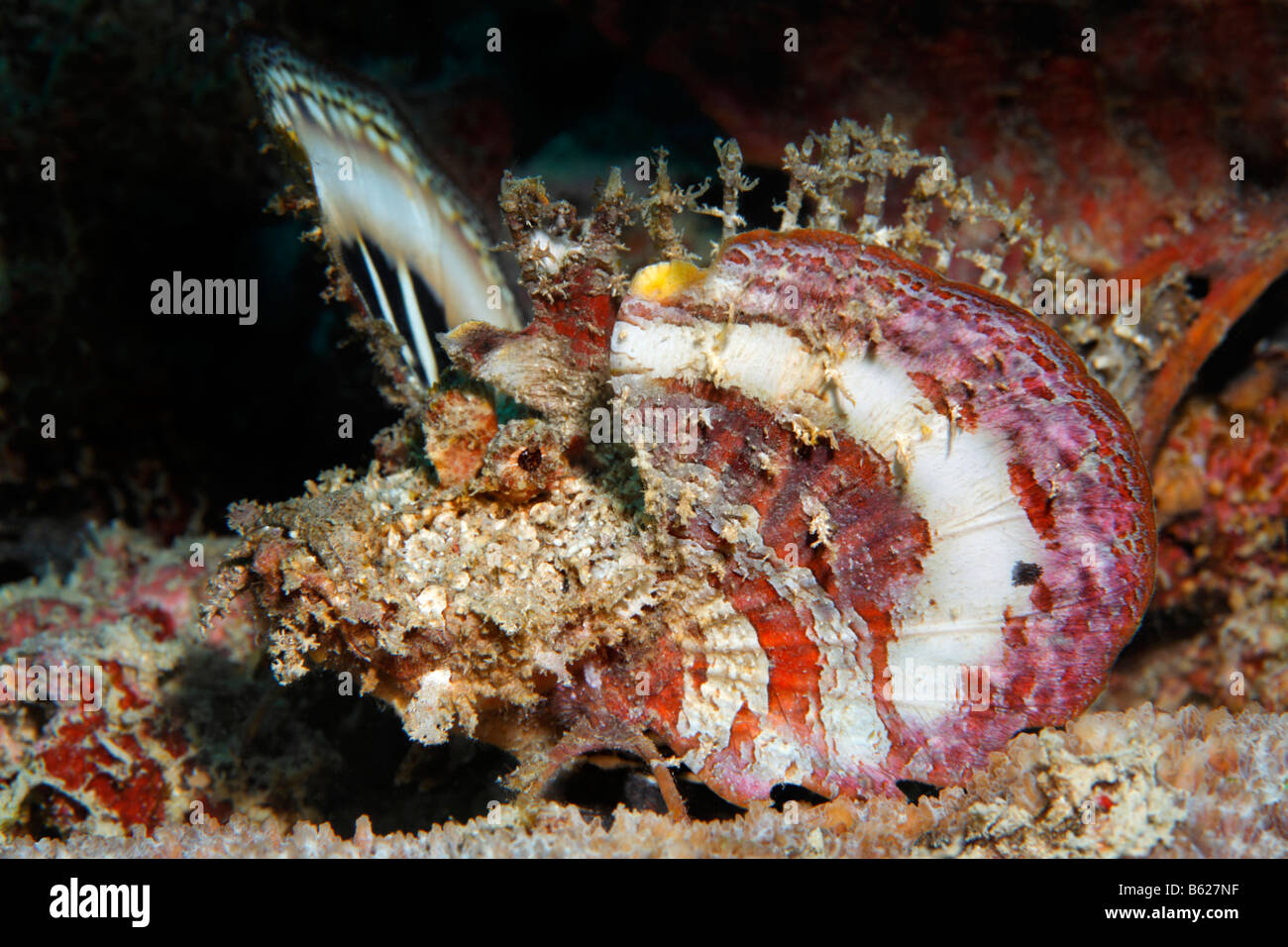 Ghoul barbu (Inimicus didactylus), la diffusion de ses nageoires pectorales comme un avertissement, l'île de Selayar, côte ouest, sud de Sulawesi, Indo Banque D'Images