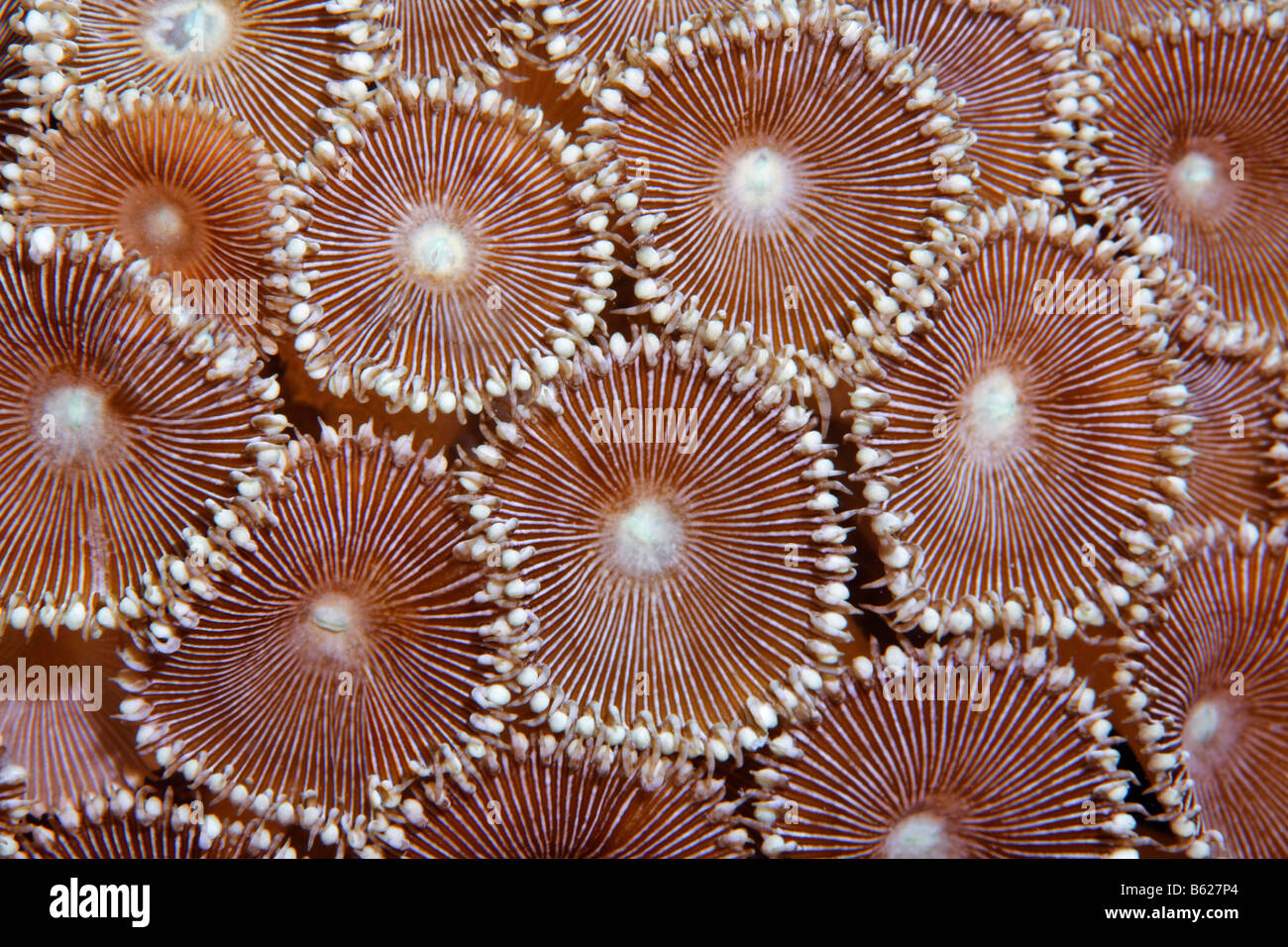 Les polypes d'un Hexacoral Zoanthid (Protopaythoa sp.), l'île de Selayar, côte ouest, au sud de Sulawesi, Indonésie, mer de Java, de l'Océan Indien Banque D'Images