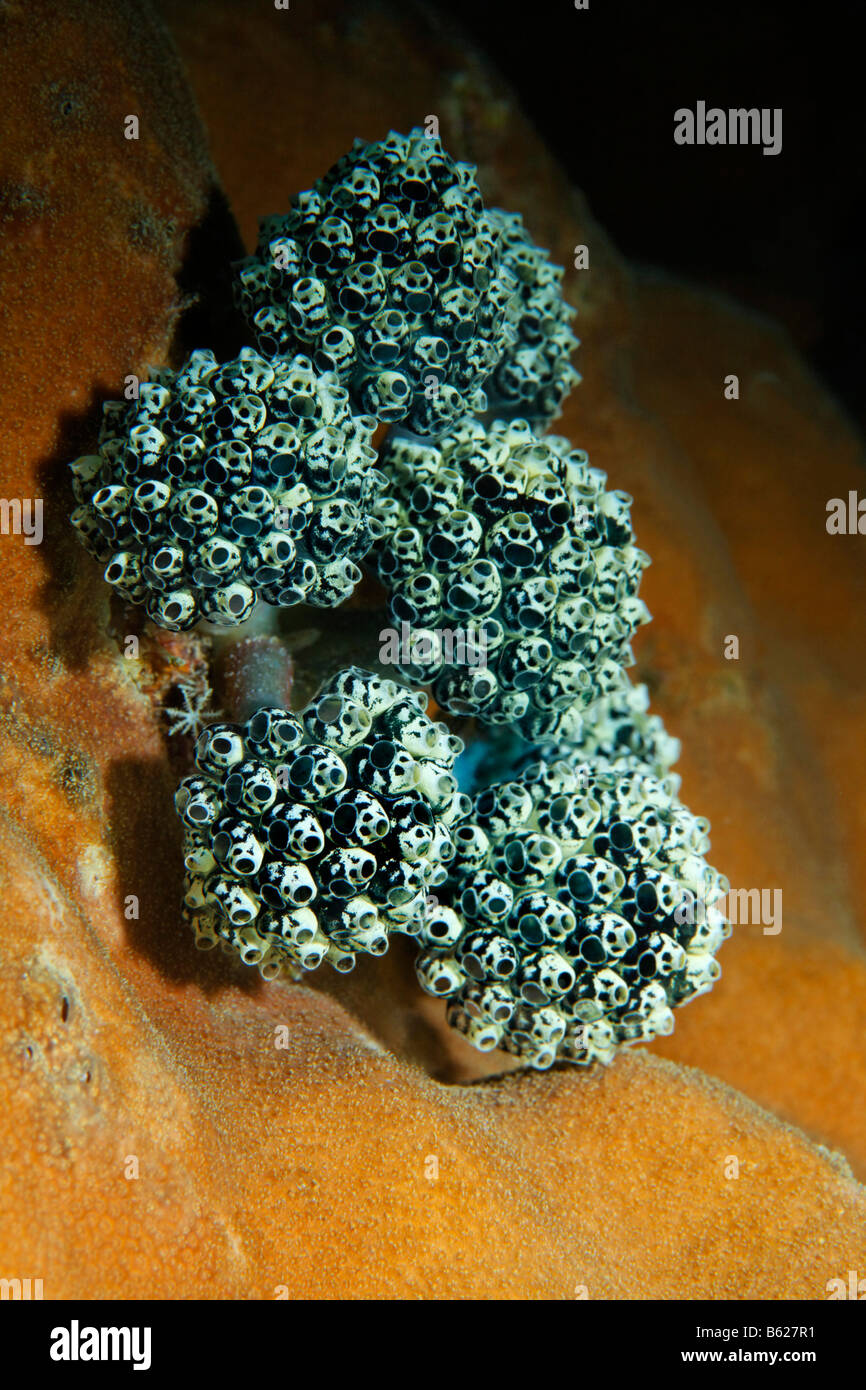 Sea Squirt colonie (Clavelina sp.), l'île de Selayar, madrépore, côte ouest, au sud de Sulawesi, Indonésie, mer de Java, de l'Océan Indien Banque D'Images