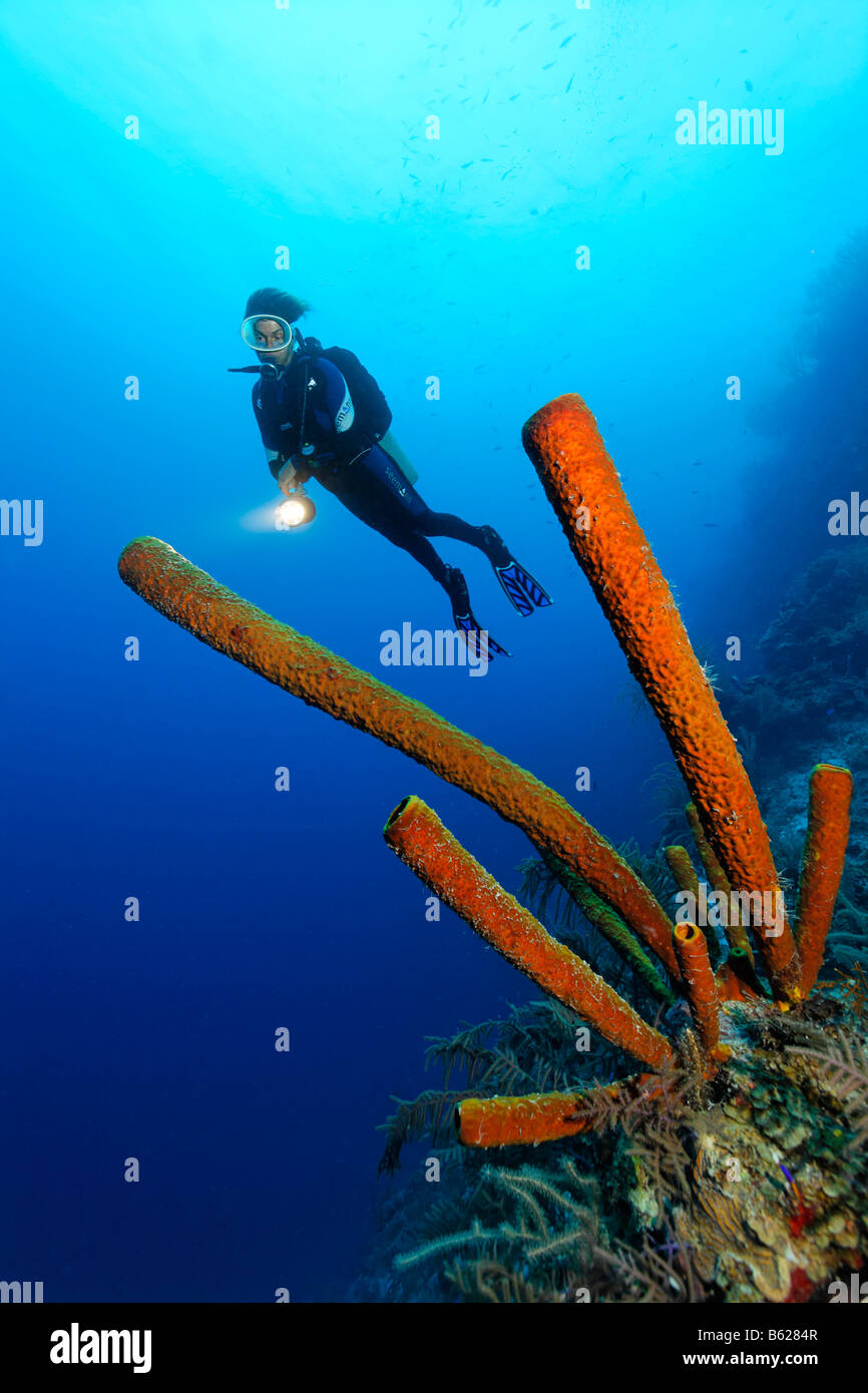 Plongeur femelle avec une lampe, en face d'elle une Aplysina fistularis Aplysina fistularis (éponge), les récifs coralliens avec une falaise-like an dro Banque D'Images