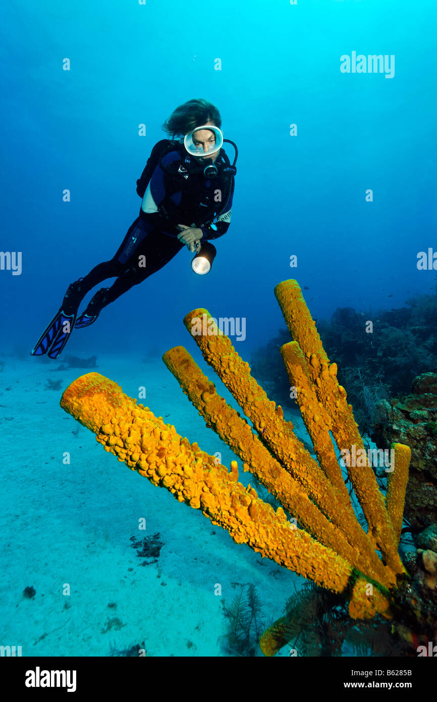 Plongeur à la recherche d'une femelle à Aplysina fistularis Aplysina fistularis (éponge), sur une plage de sable fin, des fonds marins au bord d'un récif de corail, Ha Banque D'Images