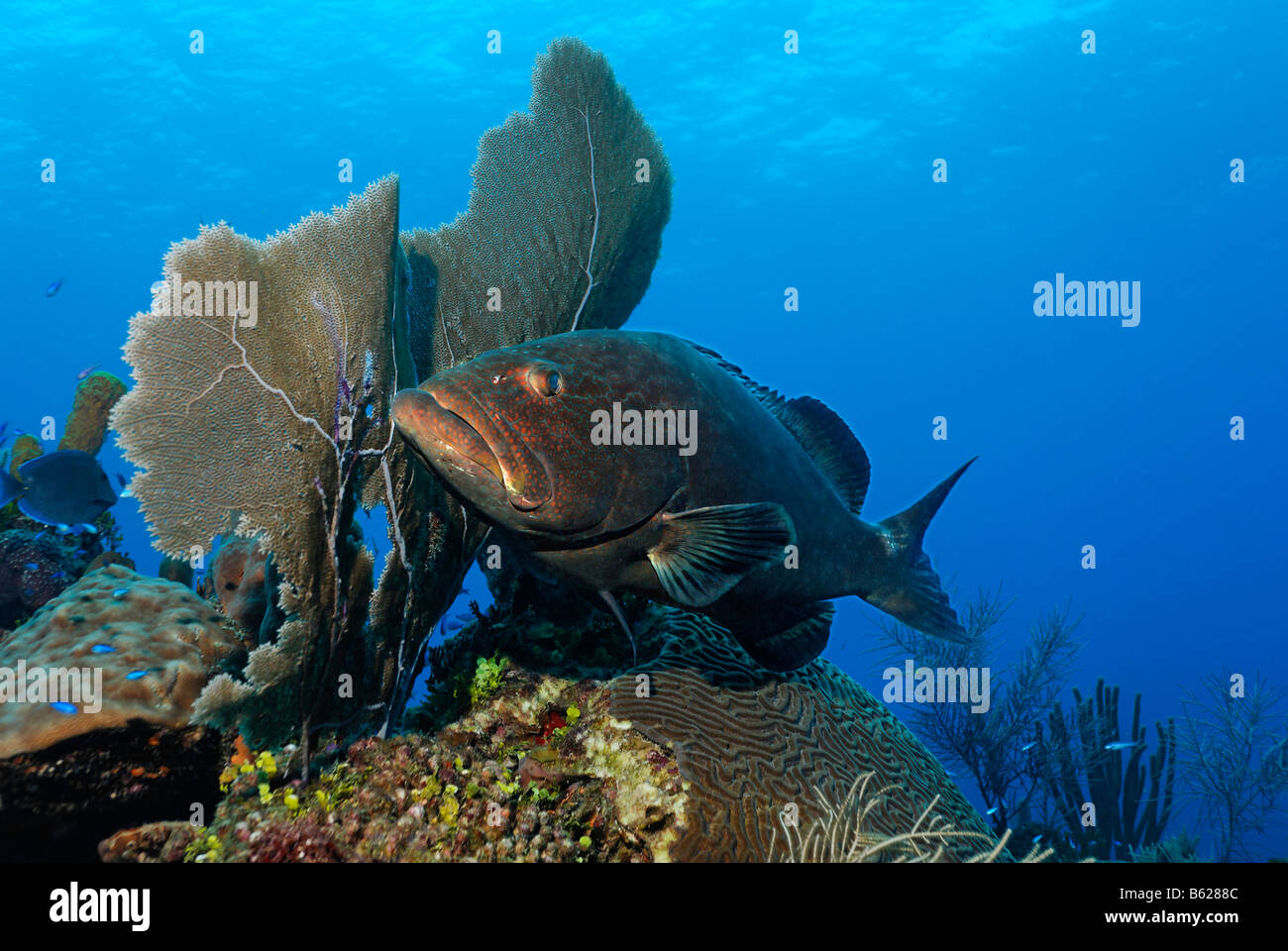 Mérou noir (Mycteroperca bonaci) qui se cache derrière une Vénus d'éventails de mer (Gorgonia flabellum) pour la proie, Hopkins, Belize, CEN, Dangria Banque D'Images