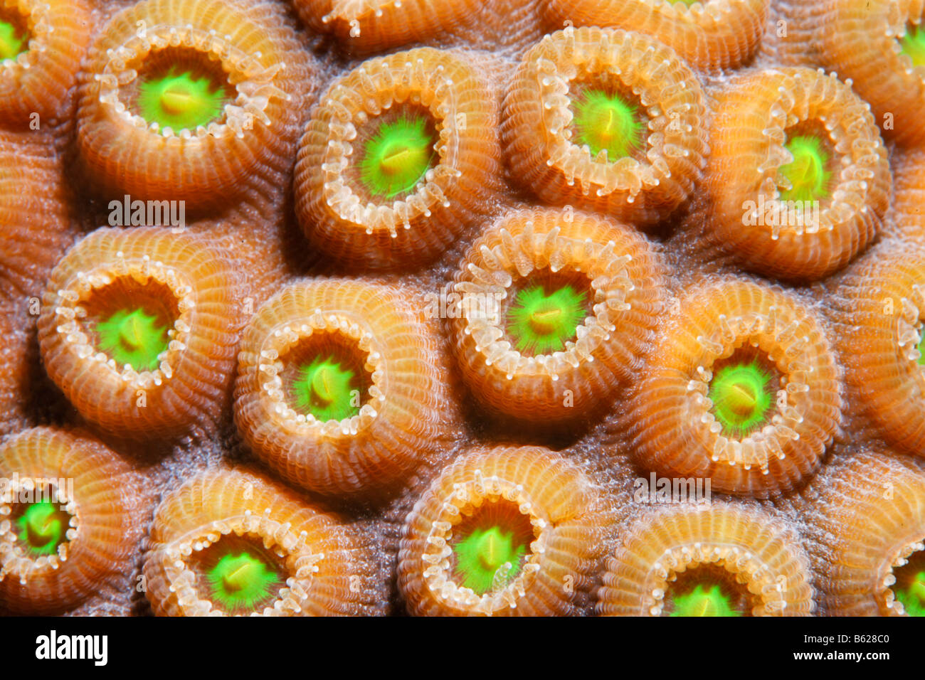 Détail d'un graphique (Solanestrea Coral Favia sp.) avec l'épanouissement les polypes coralliens, barrière de corail, San Pedro, Ambergris Cay, l'île Banque D'Images